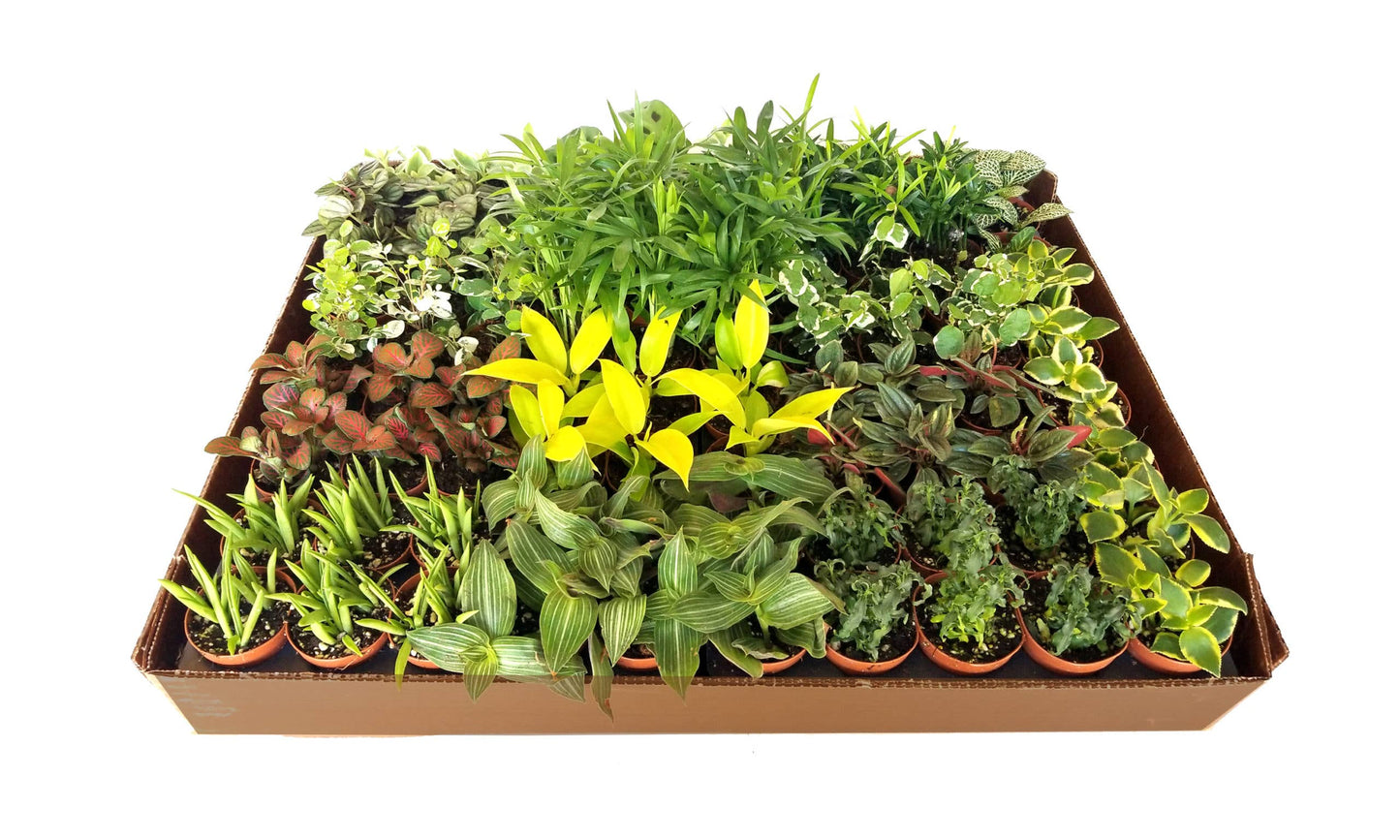 Tropical Foliage Plant (2” Pot) – Colorful Live Plants | Terrarium & Bioactive Safe Options