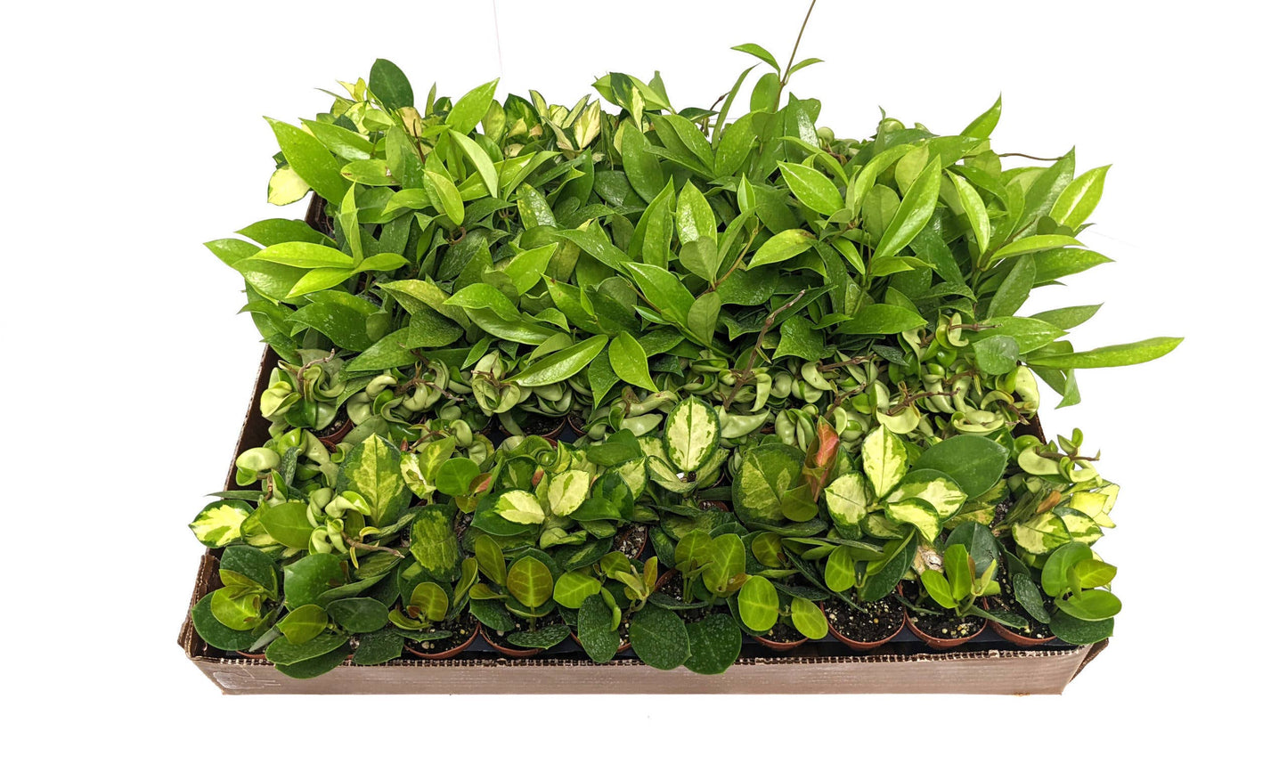 Hoya Plant (2” Pot) – Rare & Collector Varieties | Live Indoor Plant