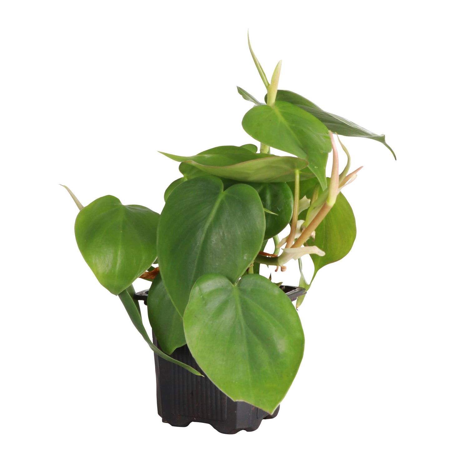 Green Heartleaf Philodendron – Live Trailing Houseplant | Easy & Beginner Friendly