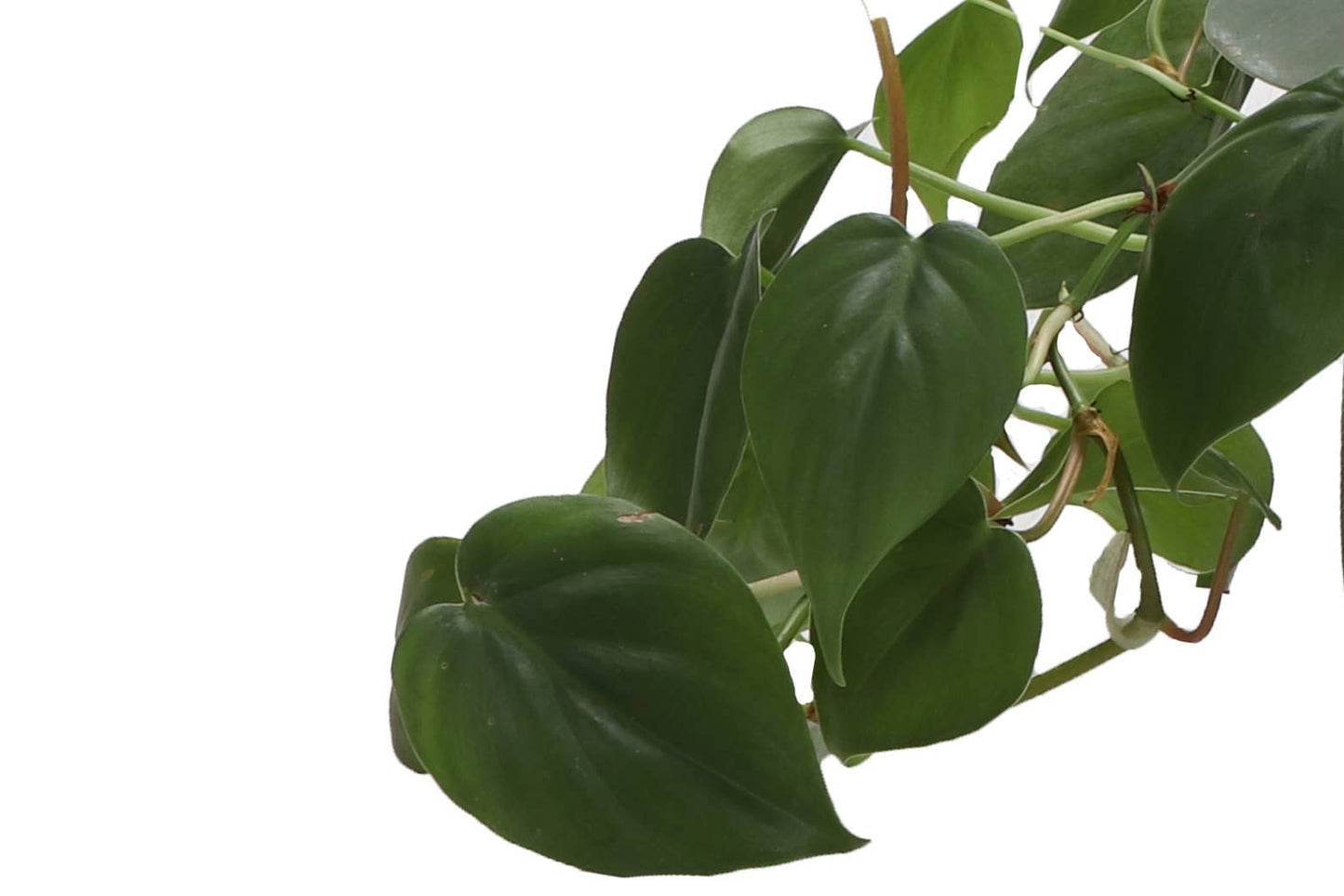 Green Heartleaf Philodendron – Live Trailing Houseplant | Easy & Beginner Friendly