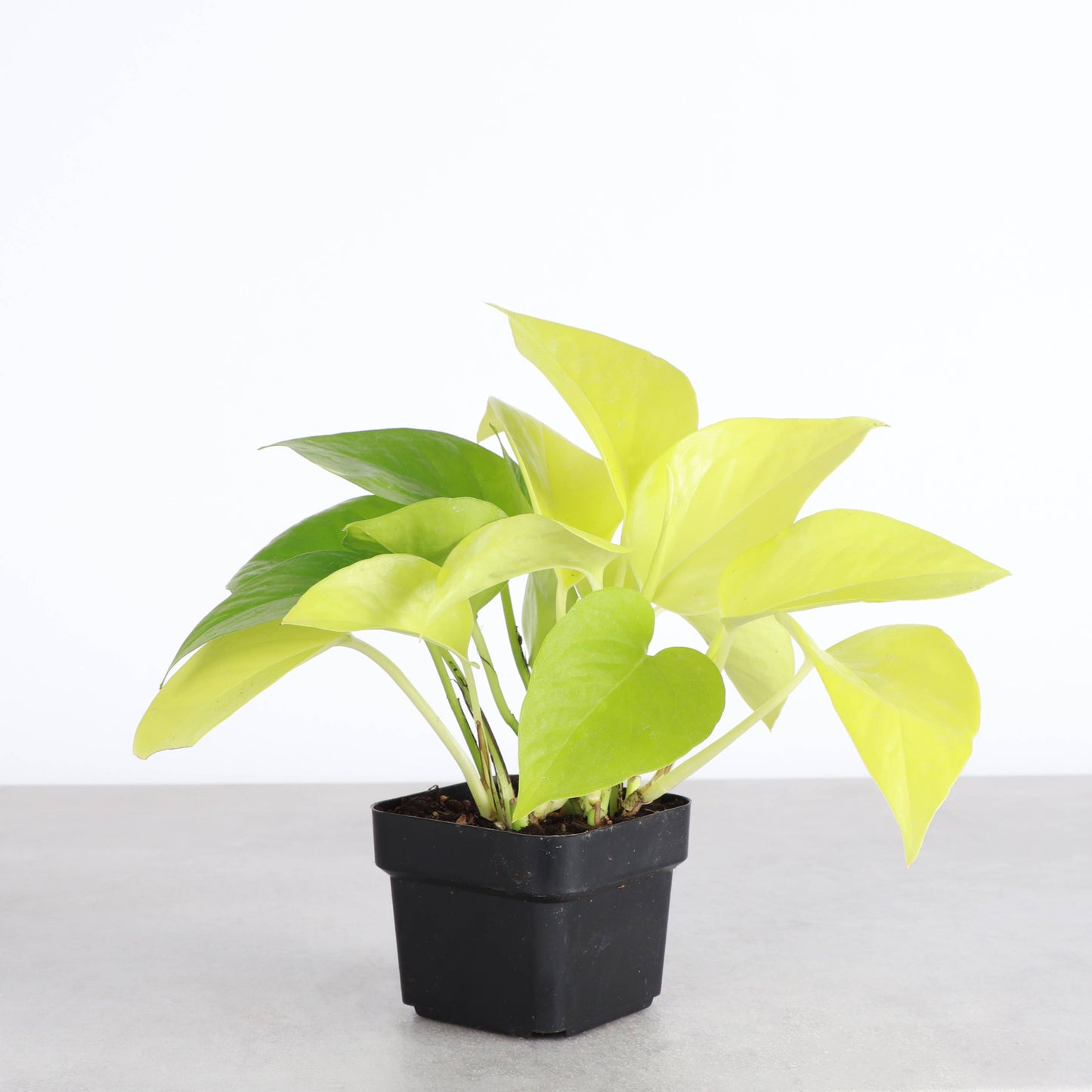 Neon Pothos – Live Bright Green Trailing Plant | Easy & Beginner Friendly