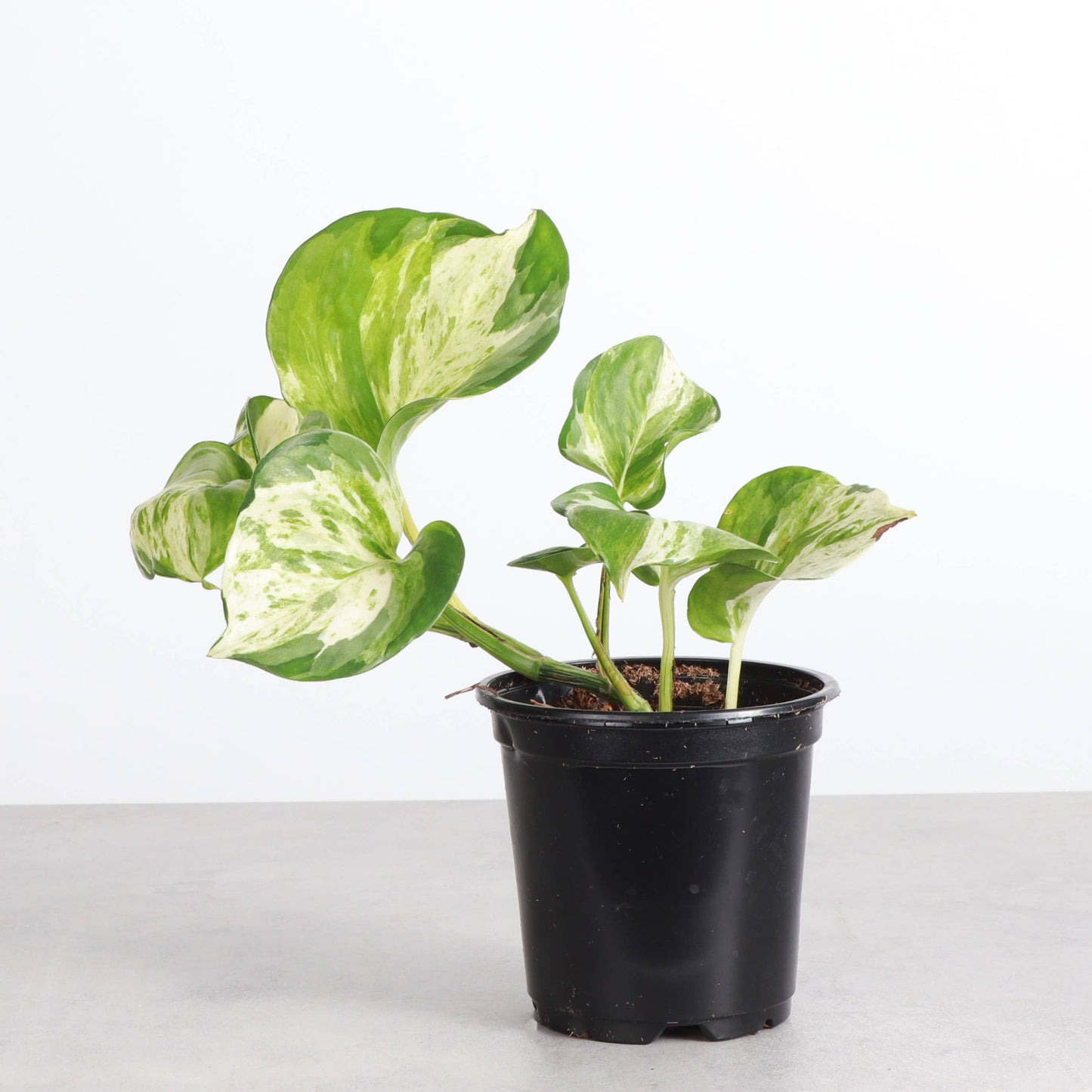 Manjula Pothos – Live Variegated Trailing Plant | Rare & Collector Favorite