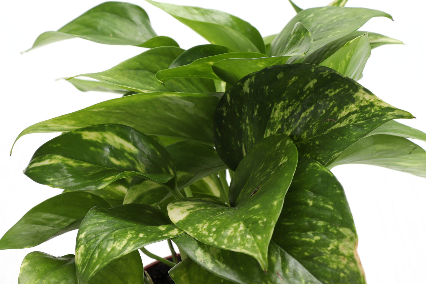 Golden Pothos – Live Trailing Houseplant | Easy & Beginner Friendly