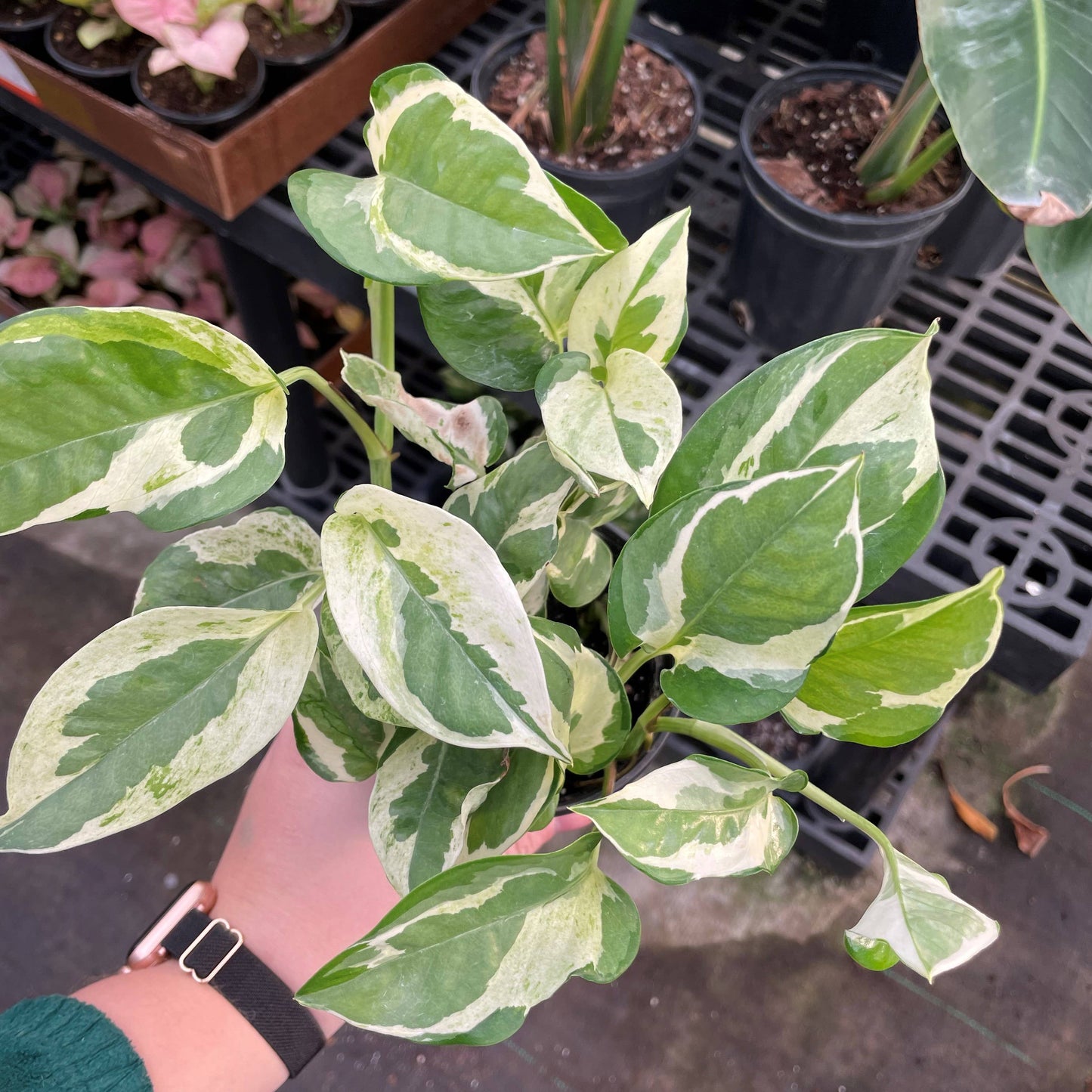 Pearls & Jade Pothos – Live Variegated Trailing Plant | Rare & Beginner Friendly