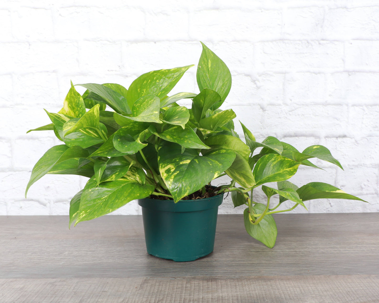 Golden Pothos – Live Trailing Houseplant | Easy & Beginner Friendly