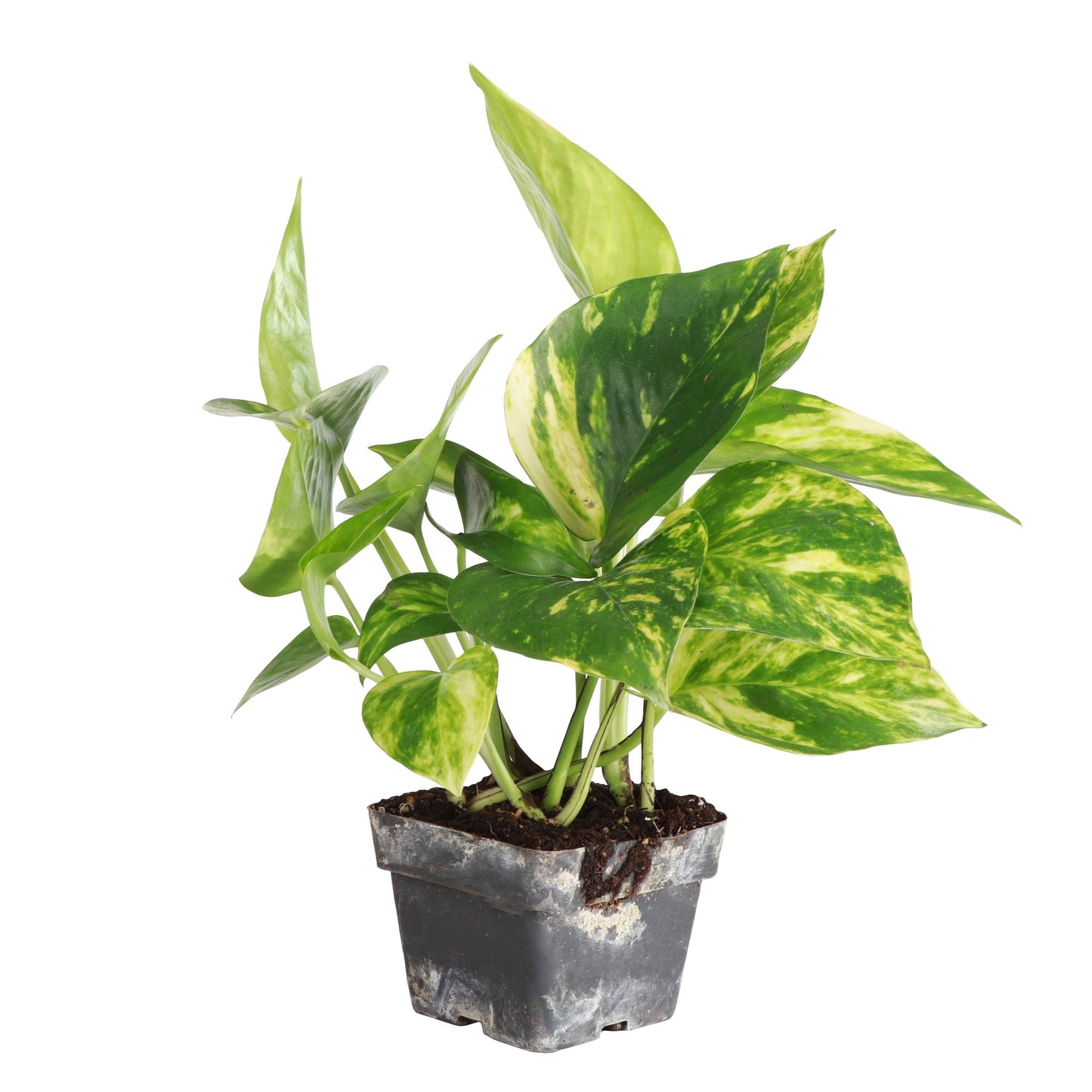 Golden Pothos – Live Trailing Houseplant | Easy & Beginner Friendly