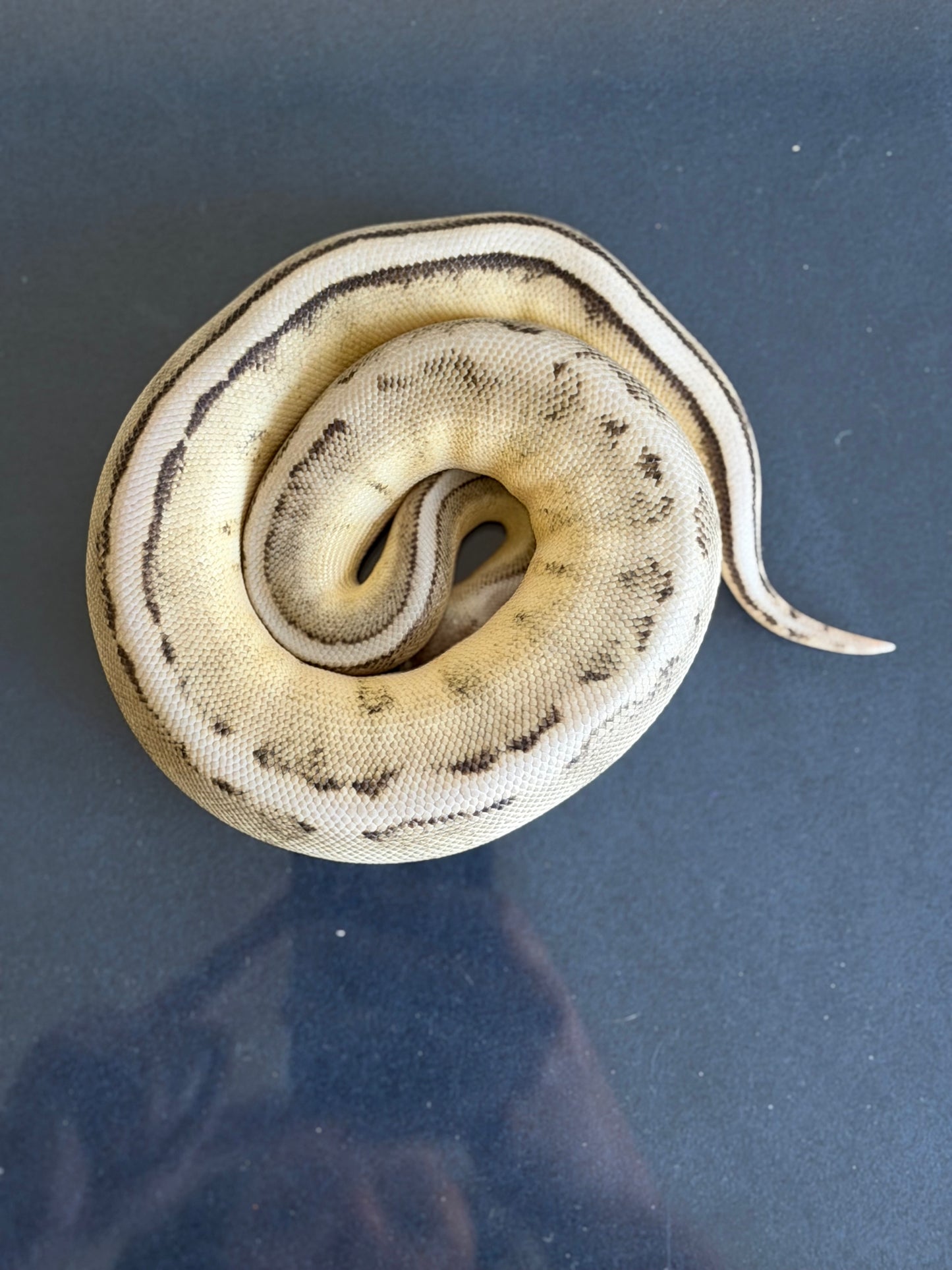 VPI Axanthic Genetic Stripe Male Ball Python
