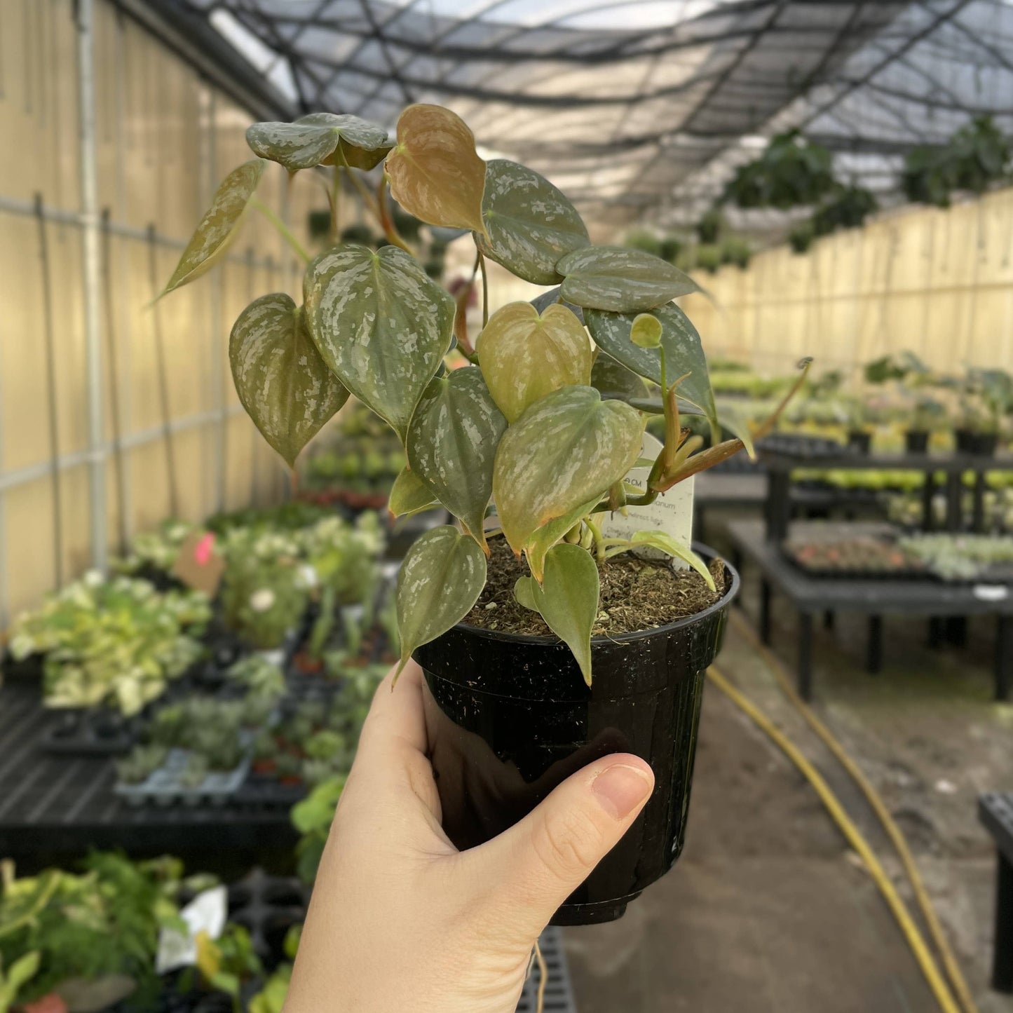 Philodendron Brandtianum – Silver Leaf Trailing Plant | Rare & Collector Favorite