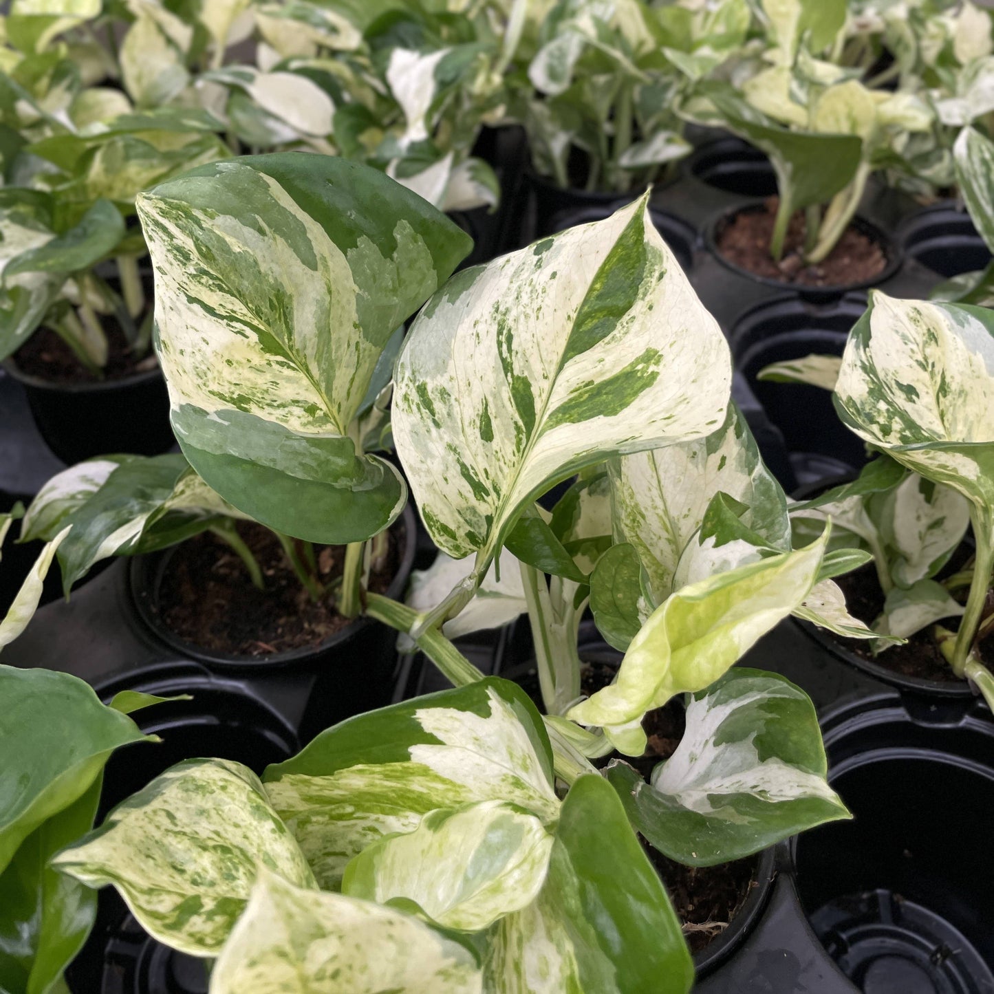Manjula Pothos – Live Variegated Trailing Plant | Rare & Collector Favorite