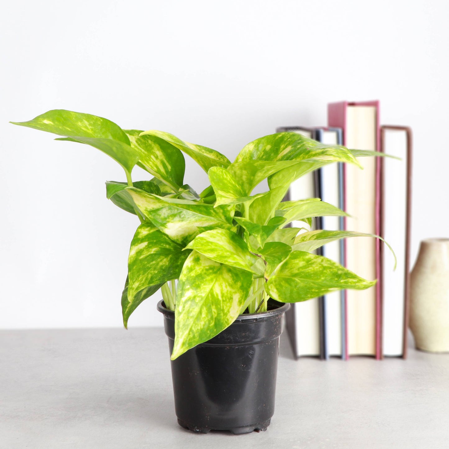 Golden Pothos – Live Trailing Houseplant | Easy & Beginner Friendly