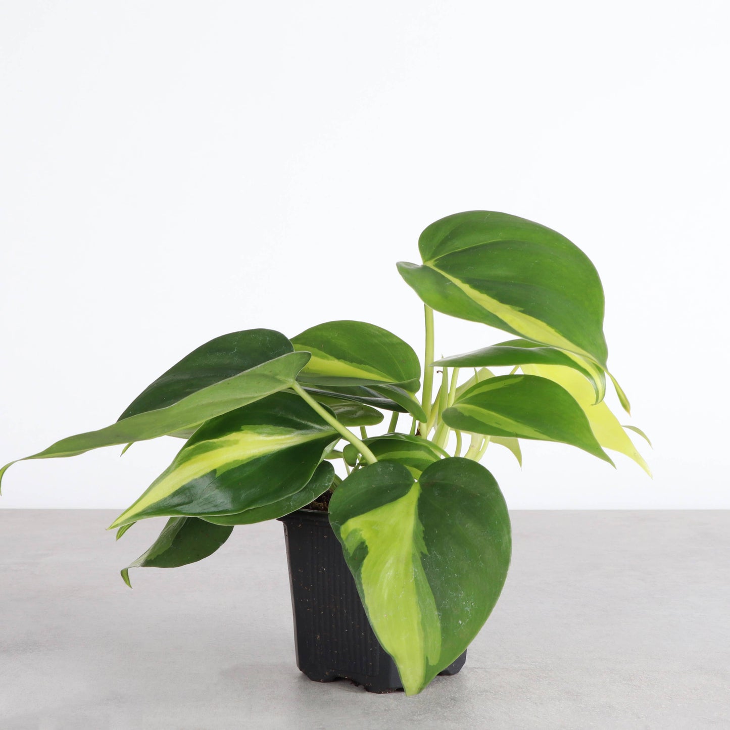 Philodendron ‘Brasil’ – Live Trailing Houseplant | Beginner Friendly & Vibrant