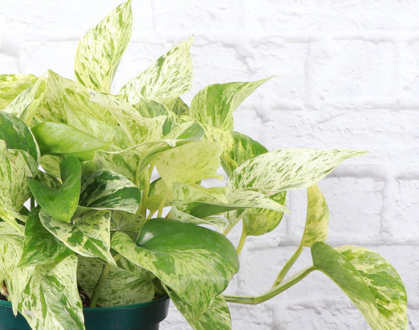 Marble Queen Pothos – Live Variegated Trailing Plant | Easy & Beginner Friendly
