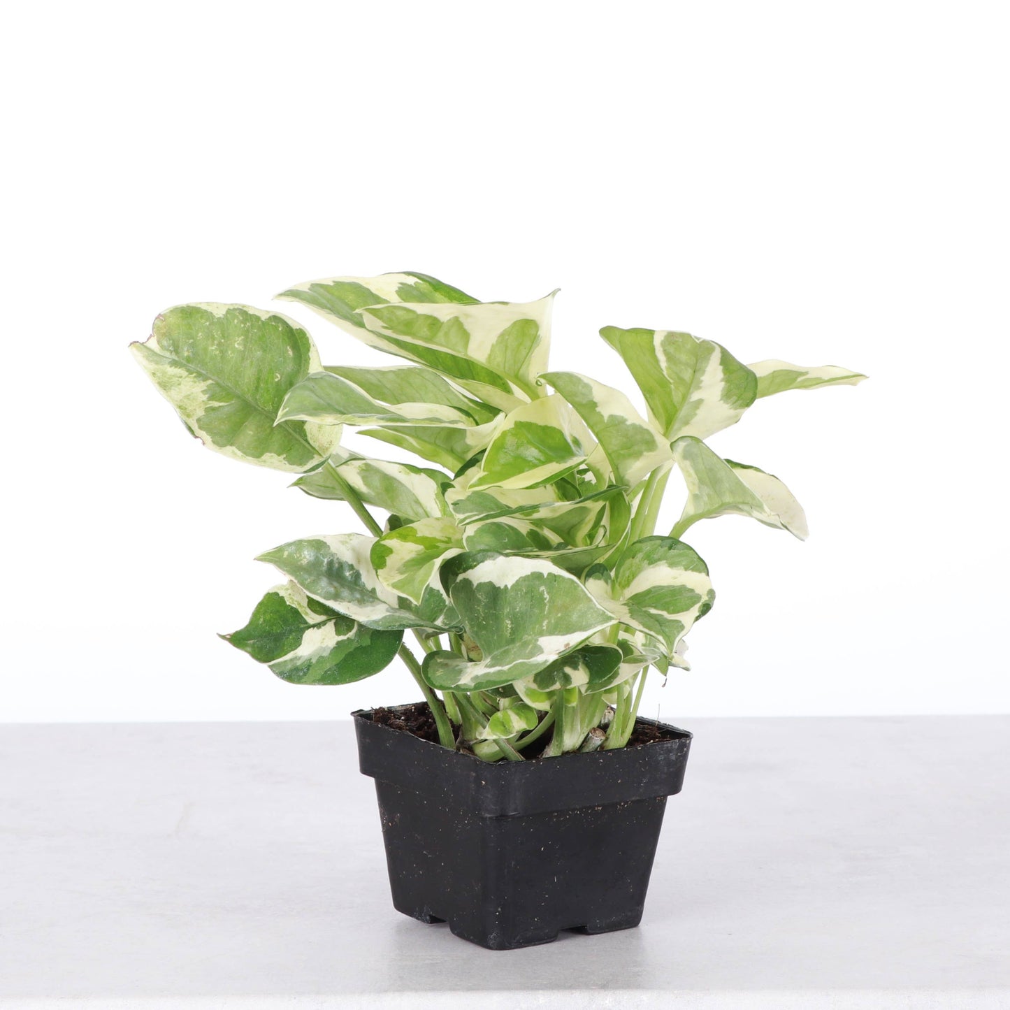 Pearls & Jade Pothos – Live Variegated Trailing Plant | Rare & Beginner Friendly