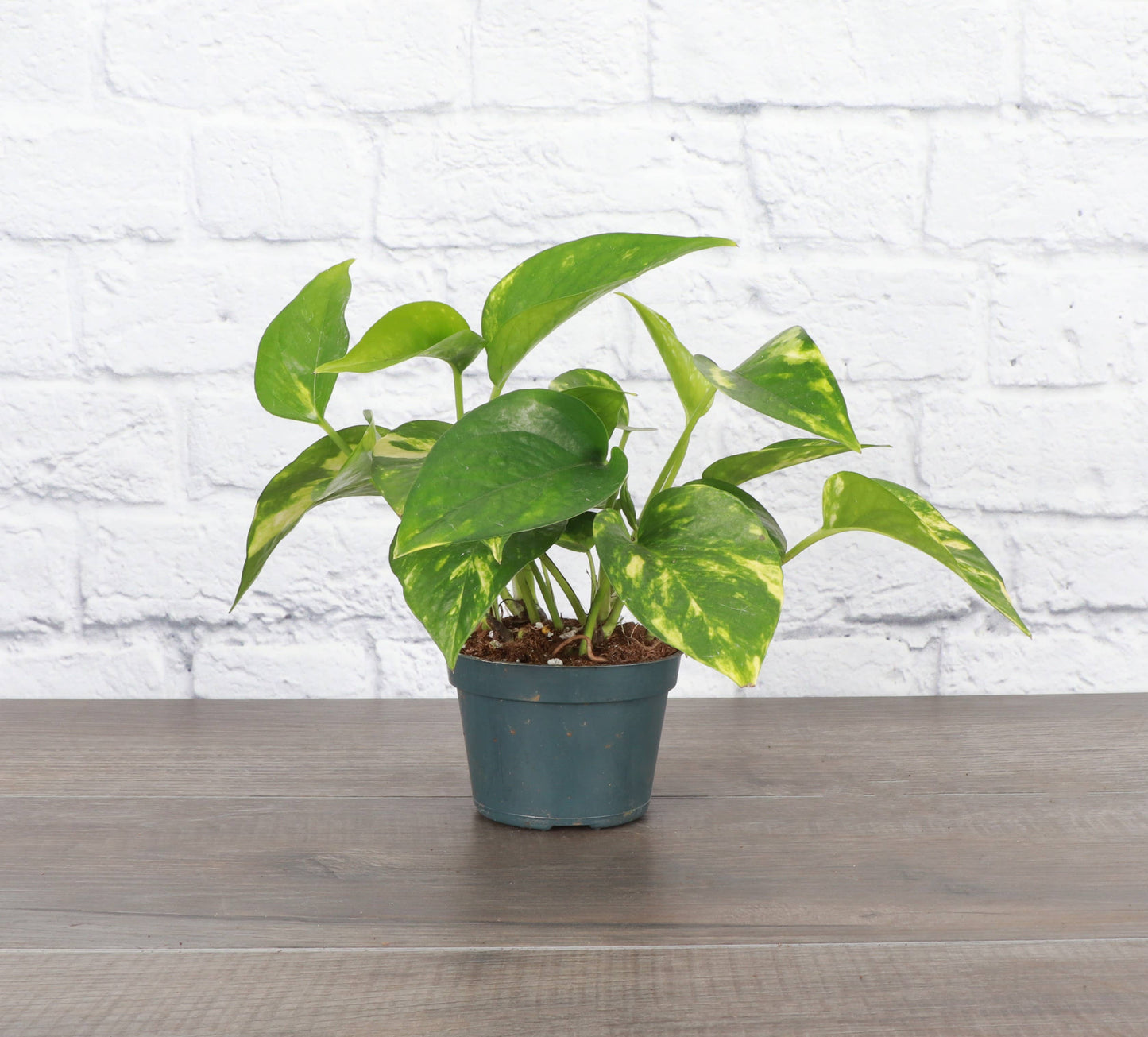 Golden Pothos – Live Trailing Houseplant | Easy & Beginner Friendly