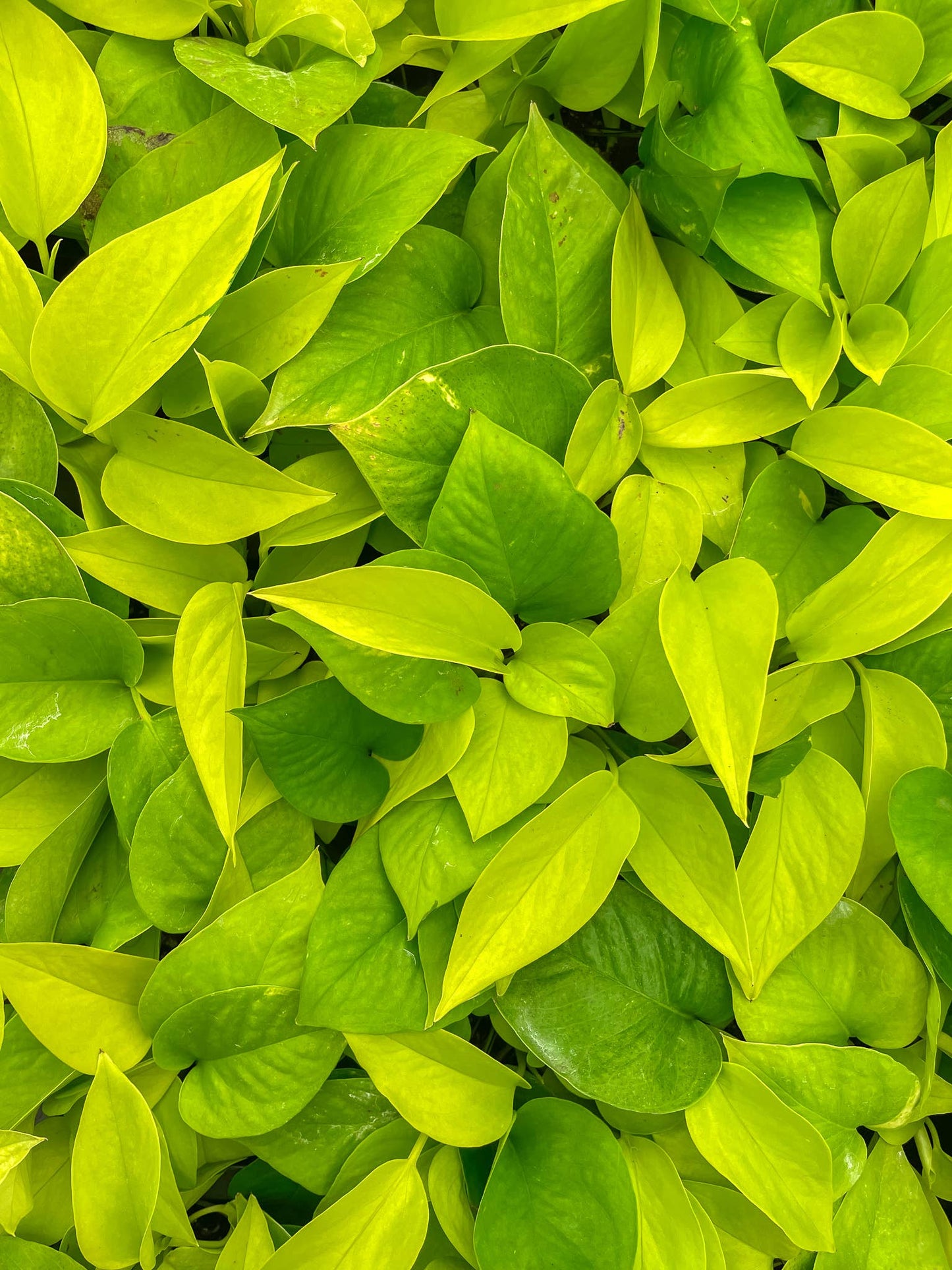 Neon Pothos – Live Bright Green Trailing Plant | Easy & Beginner Friendly