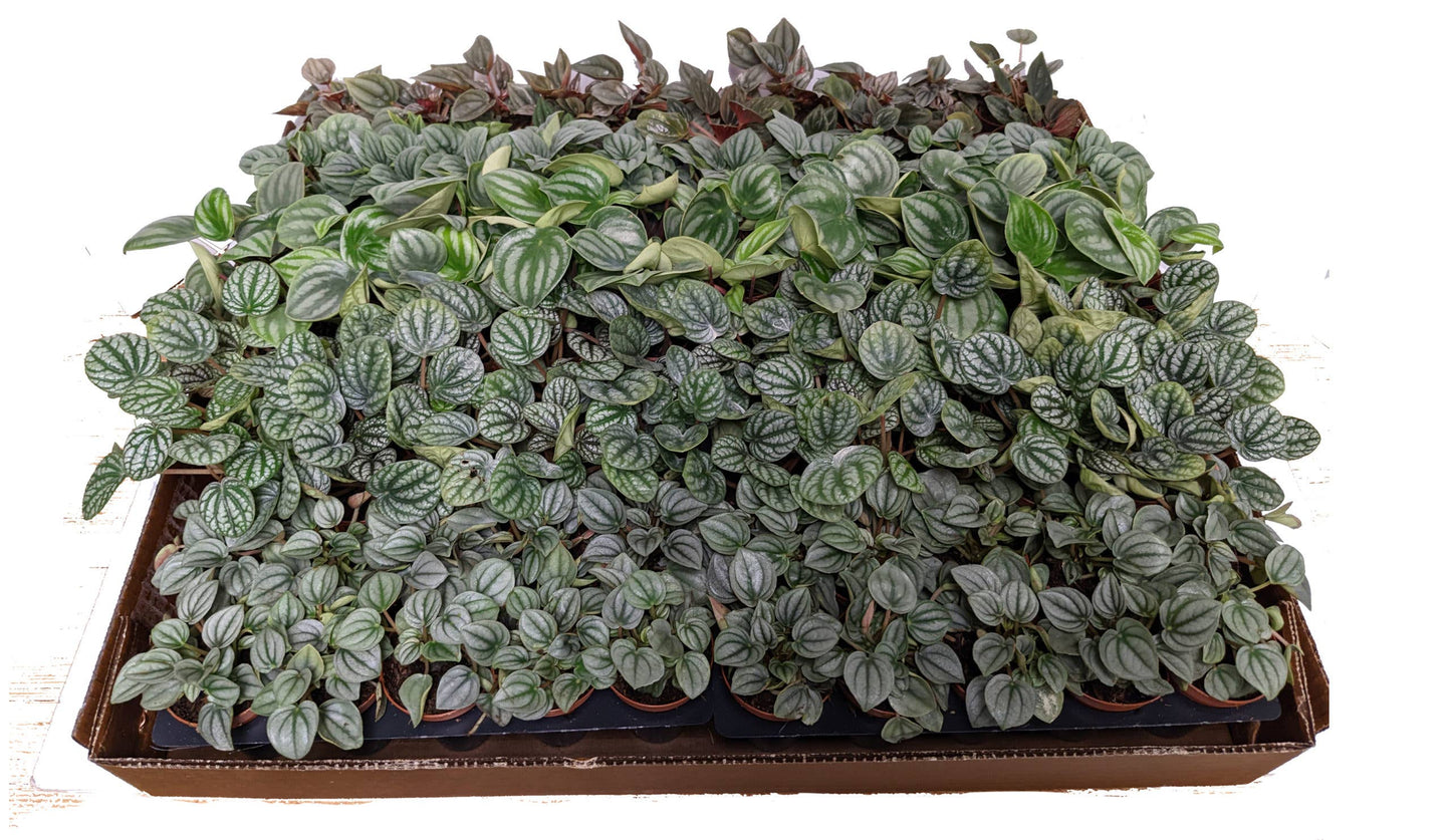 Peperomia Plant (2” Pot) – Compact Tropical Houseplants | Terrarium Friendly