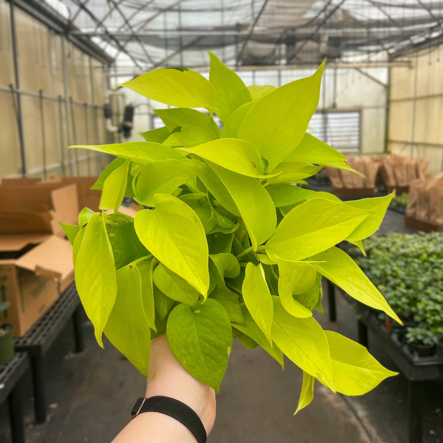 Neon Pothos – Live Bright Green Trailing Plant | Easy & Beginner Friendly