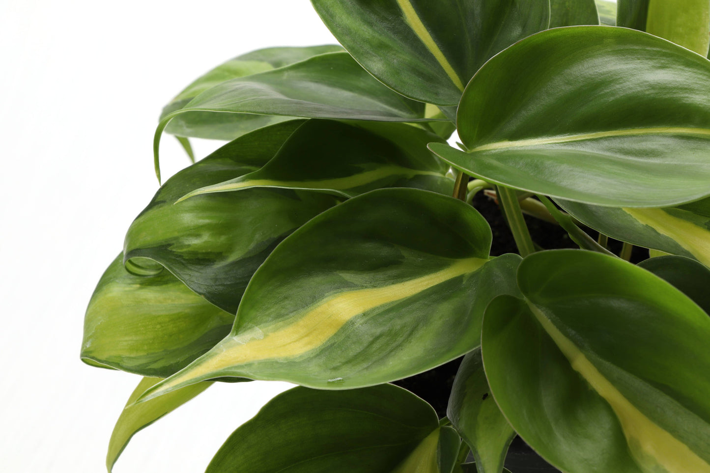 Philodendron ‘Brasil’ – Live Trailing Houseplant | Beginner Friendly & Vibrant