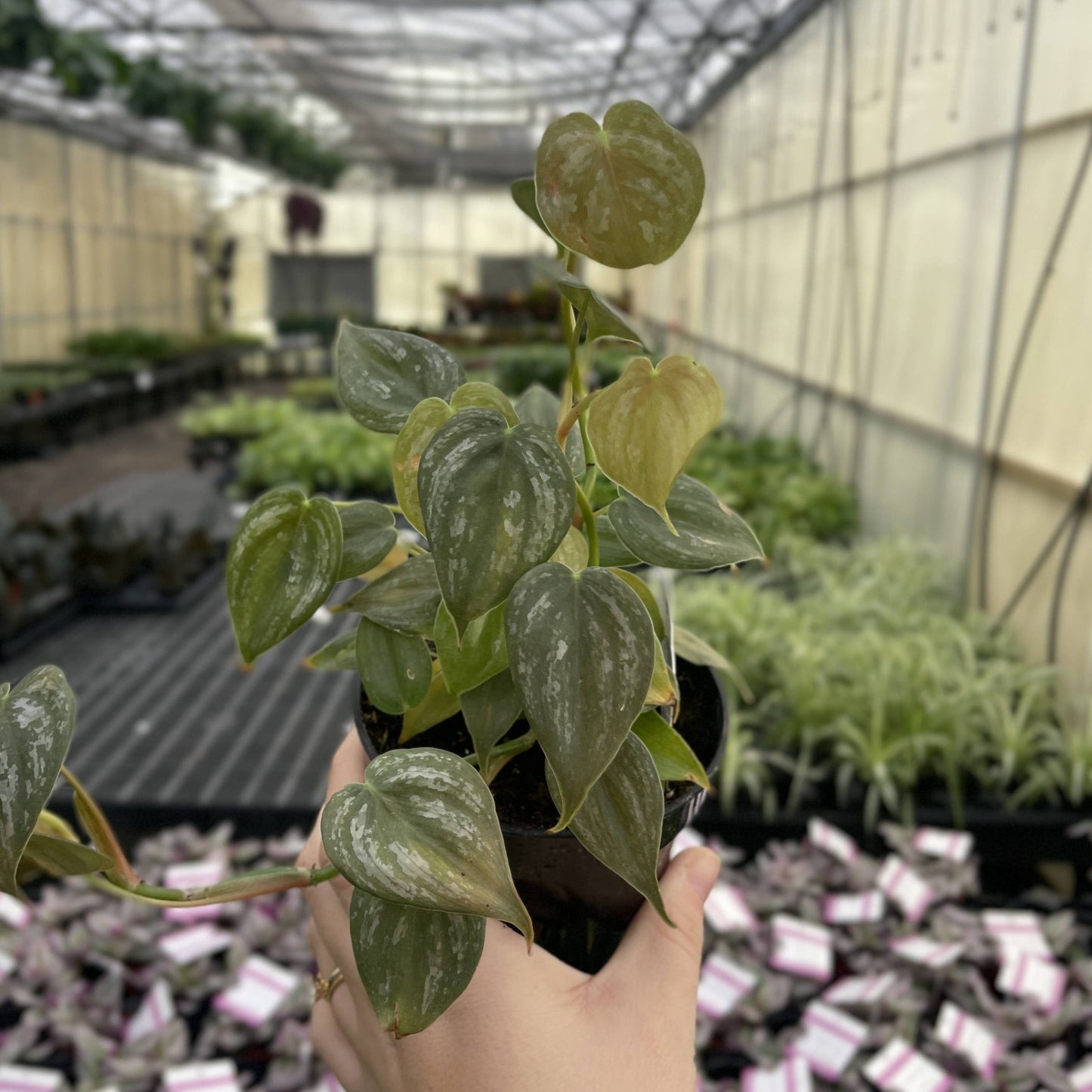 Philodendron Brandtianum – Silver Leaf Trailing Plant | Rare & Collector Favorite