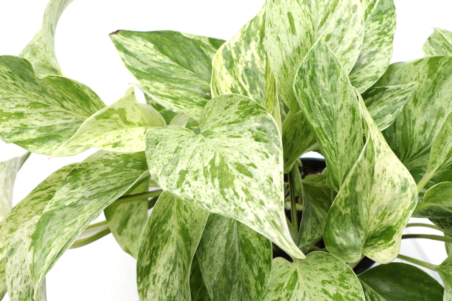 Marble Queen Pothos – Live Variegated Trailing Plant | Easy & Beginner Friendly