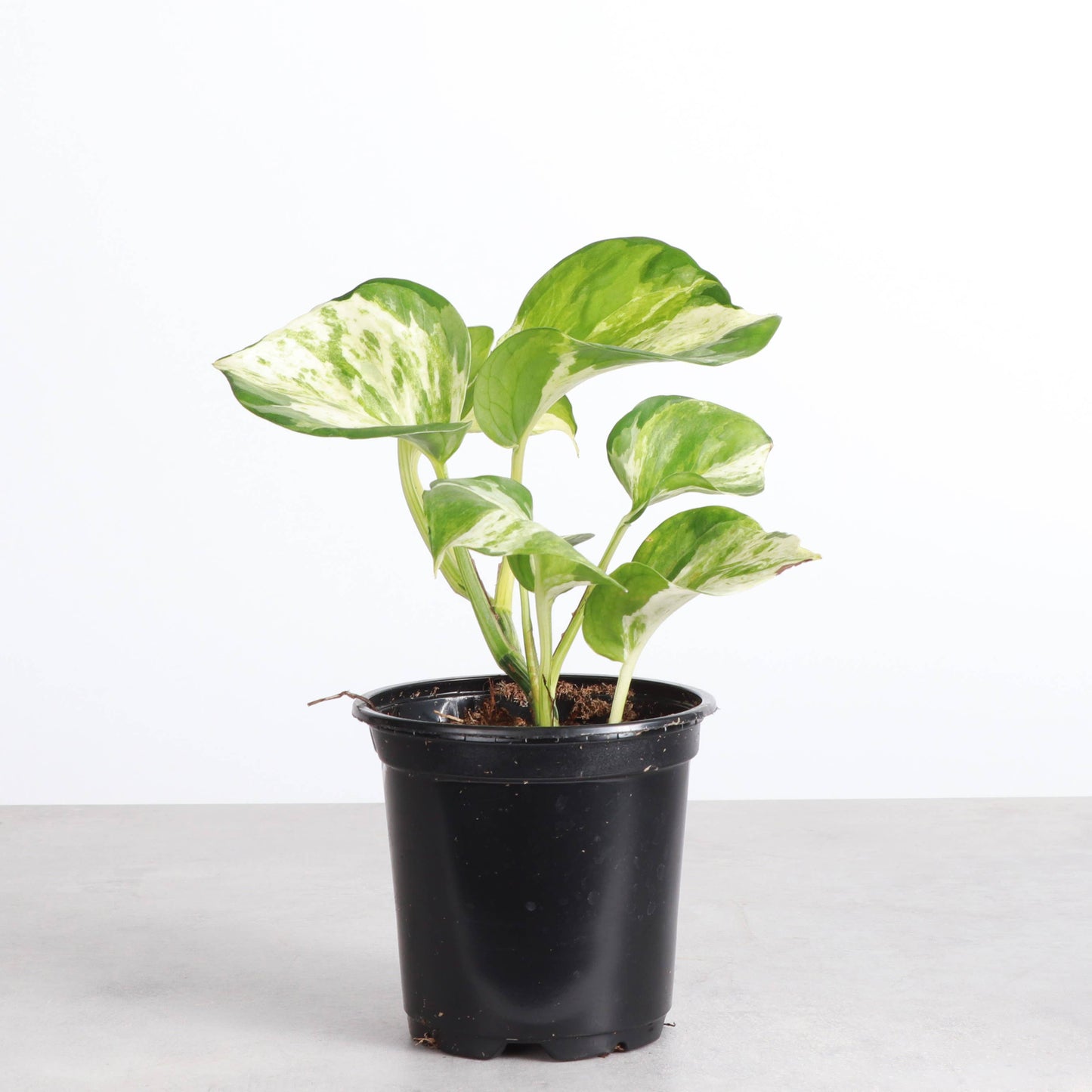 Manjula Pothos – Live Variegated Trailing Plant | Rare & Collector Favorite