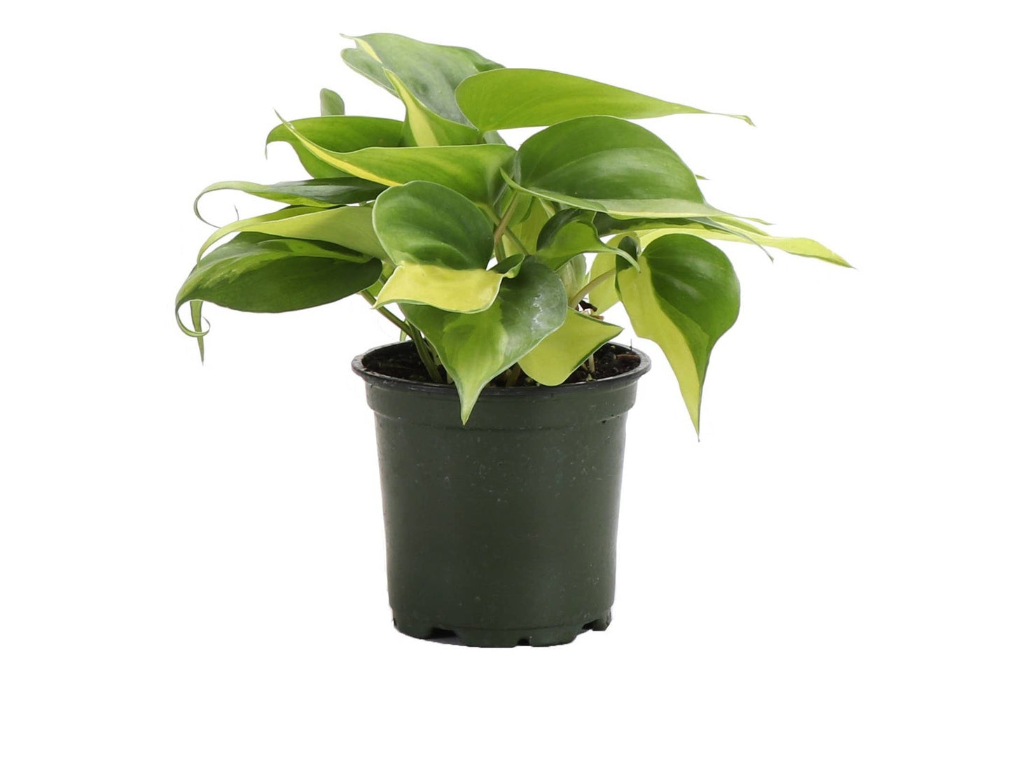 Philodendron ‘Brasil’ – Live Trailing Houseplant | Beginner Friendly & Vibrant