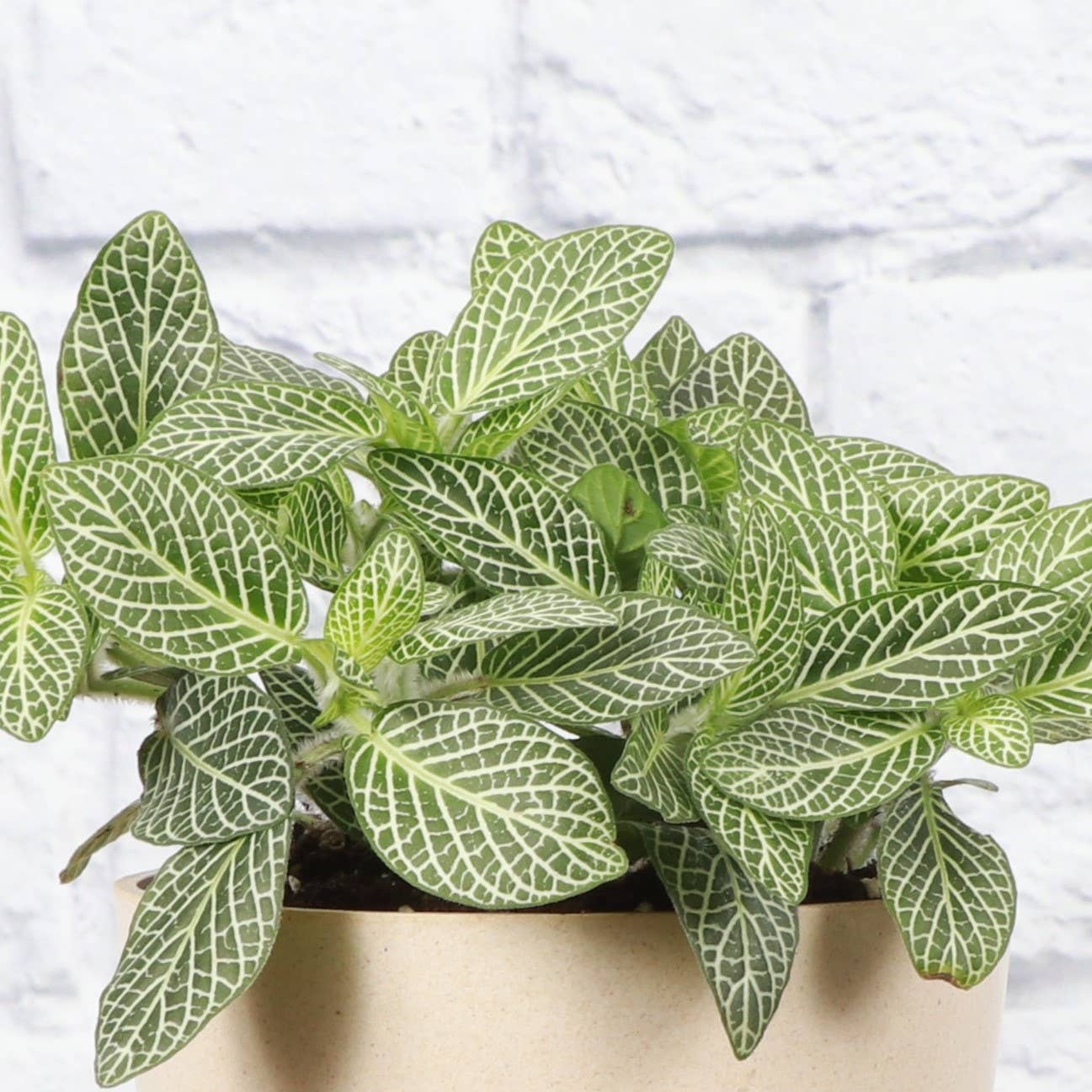 Fittonia (Nerve Plant) – Live Tropical Plant | Pet Safe & Terrarium Favorite
