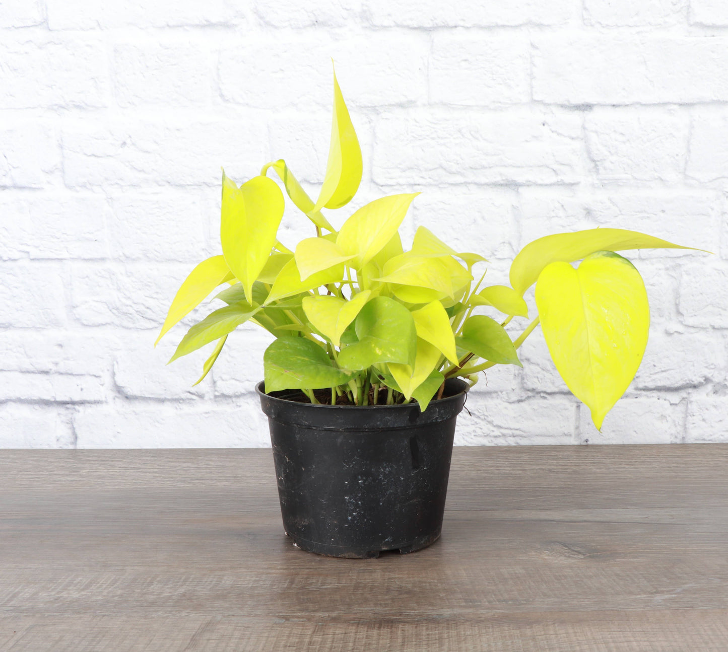 Neon Pothos – Live Bright Green Trailing Plant | Easy & Beginner Friendly