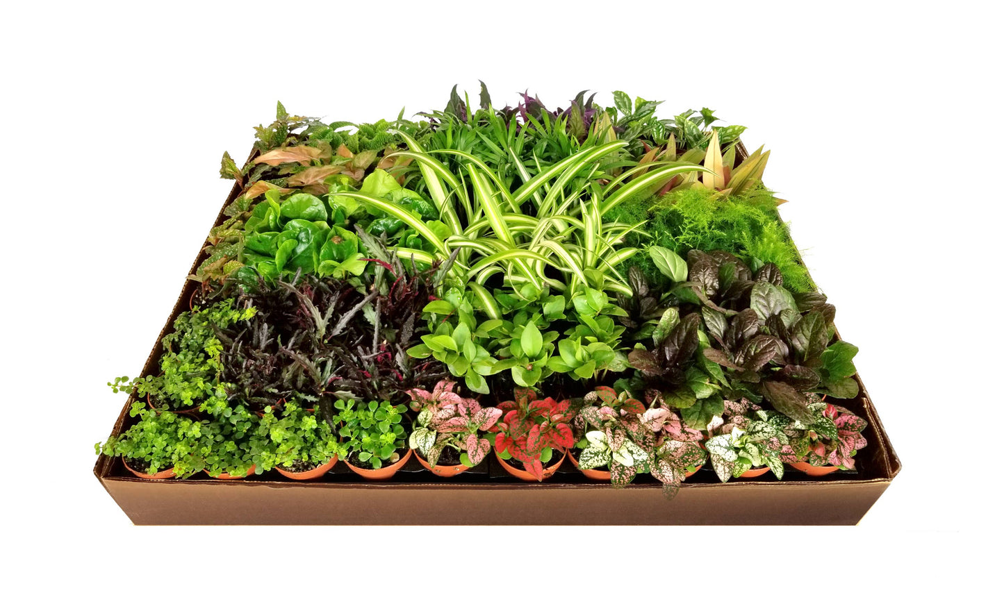 Tropical Foliage Plant (2” Pot) – Colorful Live Plants | Terrarium & Bioactive Safe Options