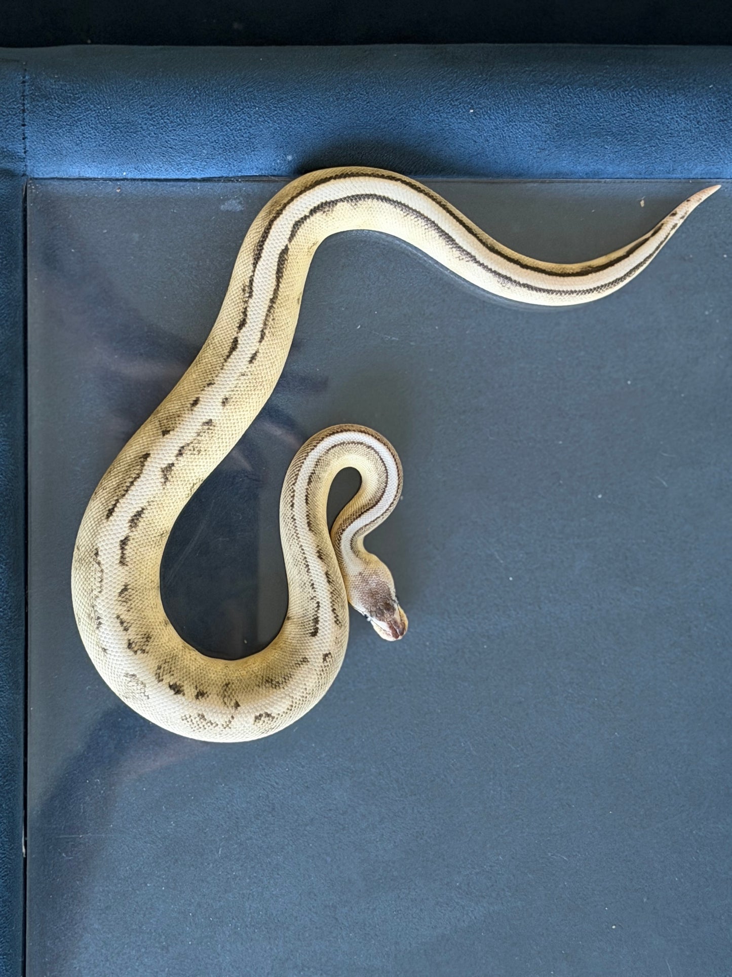 VPI Axanthic Genetic Stripe Male Ball Python