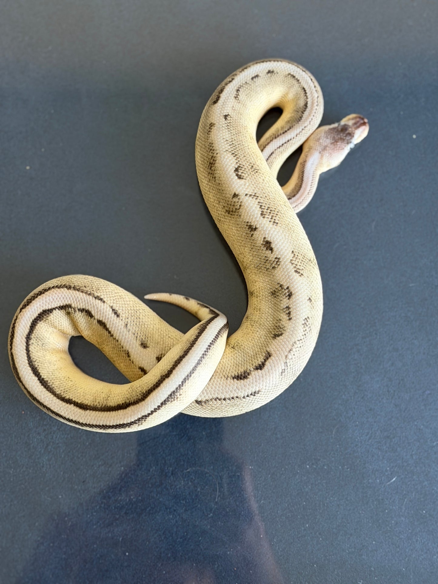 VPI Axanthic Genetic Stripe Male Ball Python
