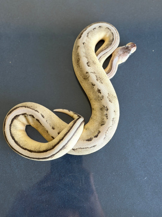 VPI Axanthic Genetic Stripe Male Ball Python