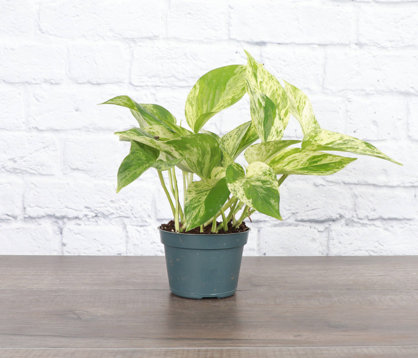 Marble Queen Pothos – Live Variegated Trailing Plant | Easy & Beginner Friendly