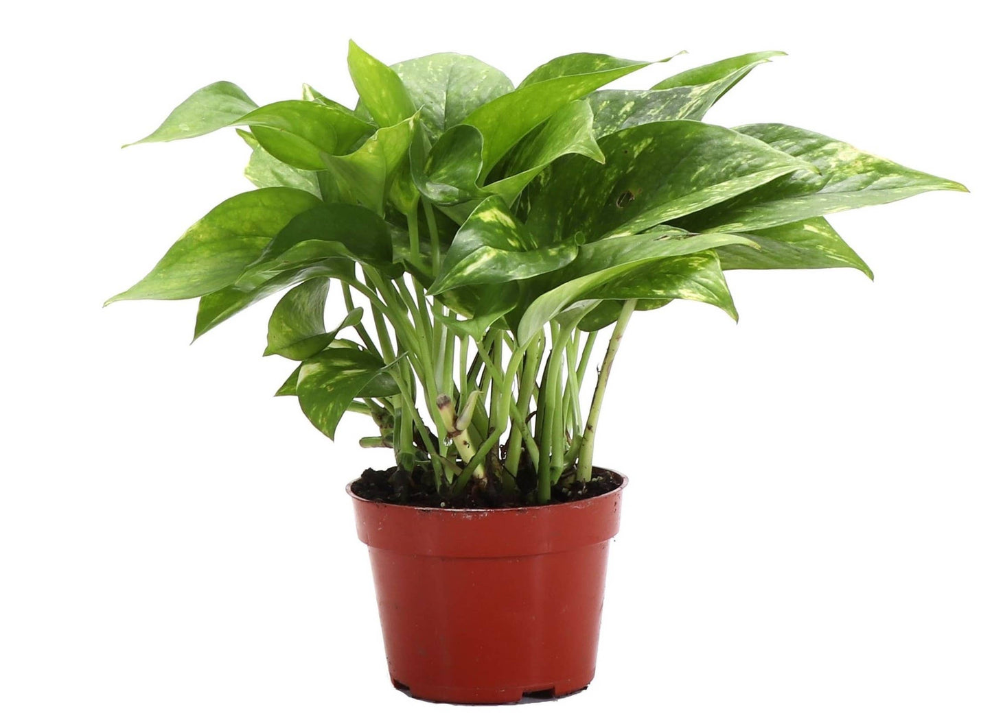 Golden Pothos – Live Trailing Houseplant | Easy & Beginner Friendly