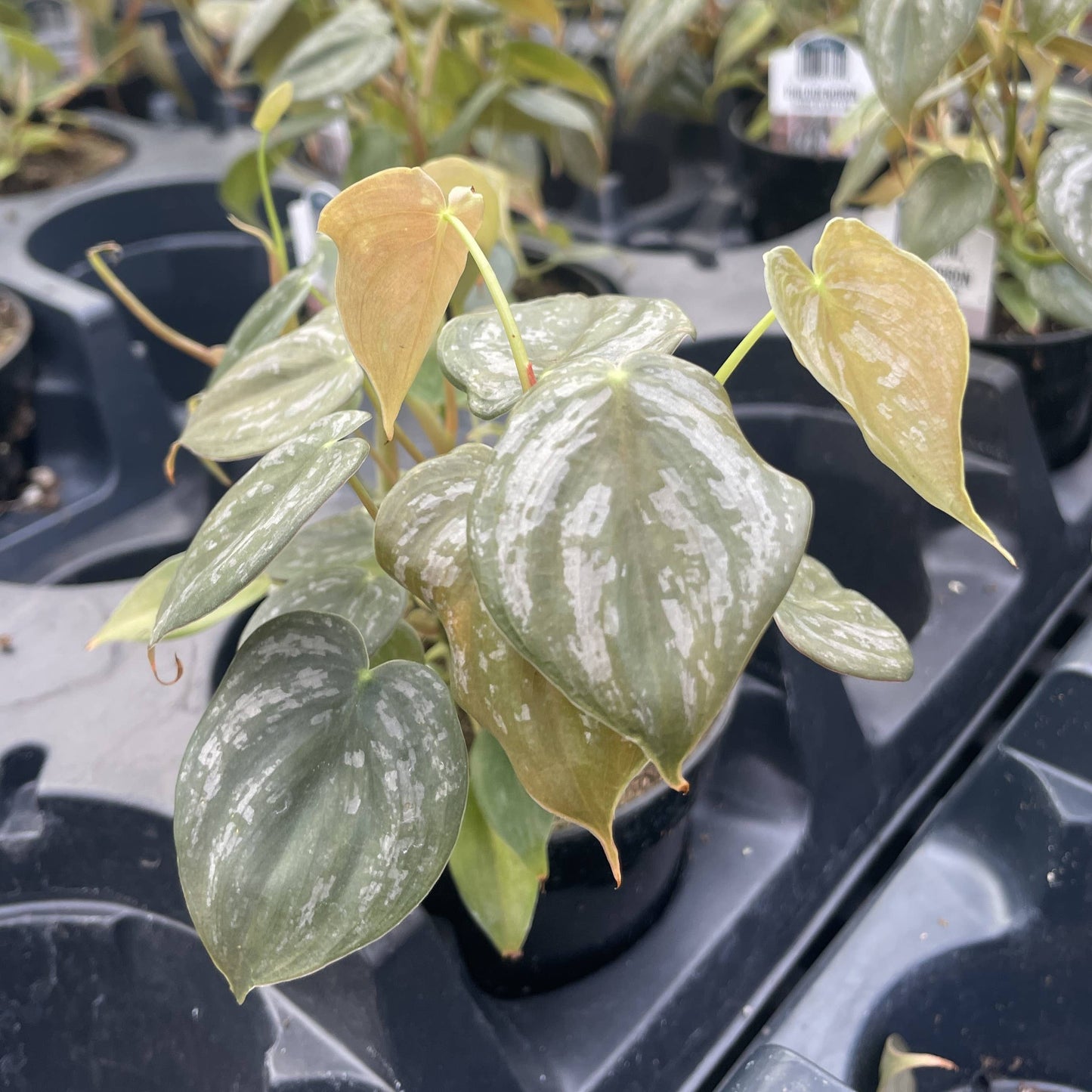 Philodendron Brandtianum – Silver Leaf Trailing Plant | Rare & Collector Favorite