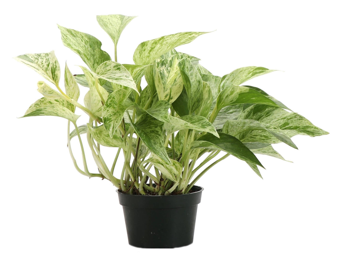 Marble Queen Pothos – Live Variegated Trailing Plant | Easy & Beginner Friendly