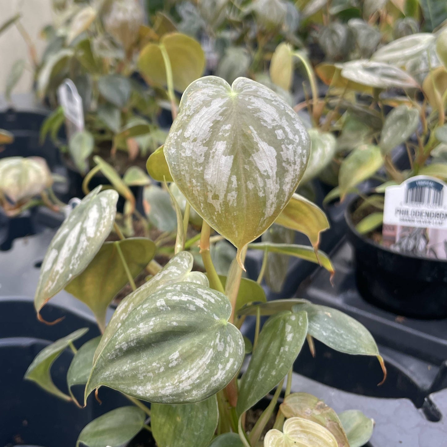 Philodendron Brandtianum – Silver Leaf Trailing Plant | Rare & Collector Favorite