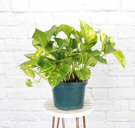 Golden Pothos – Live Trailing Houseplant | Easy & Beginner Friendly