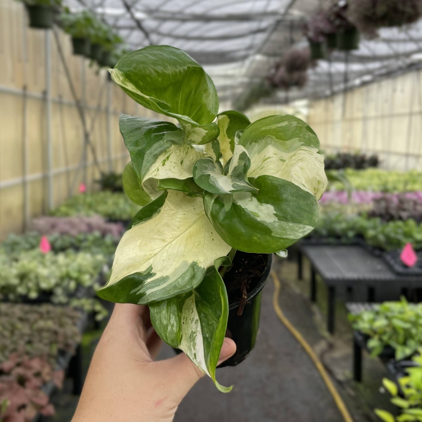 Manjula Pothos – Live Variegated Trailing Plant | Rare & Collector Favorite