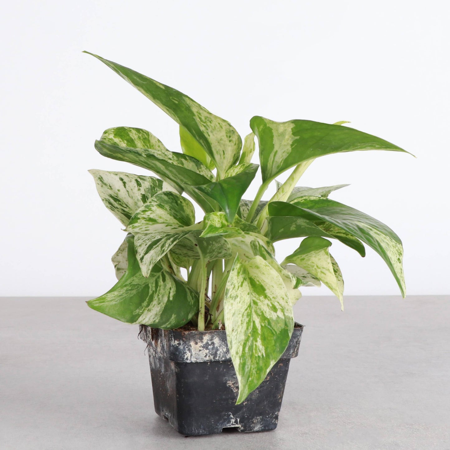 Marble Queen Pothos – Live Variegated Trailing Plant | Easy & Beginner Friendly