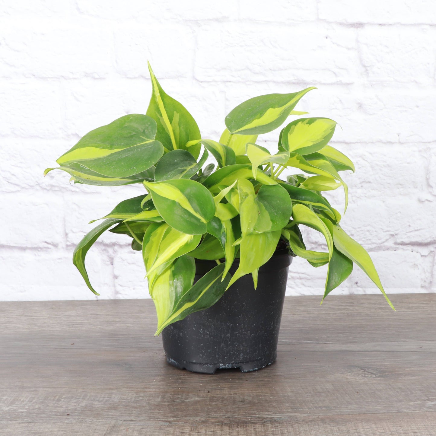 Philodendron ‘Brasil’ – Live Trailing Houseplant | Beginner Friendly & Vibrant