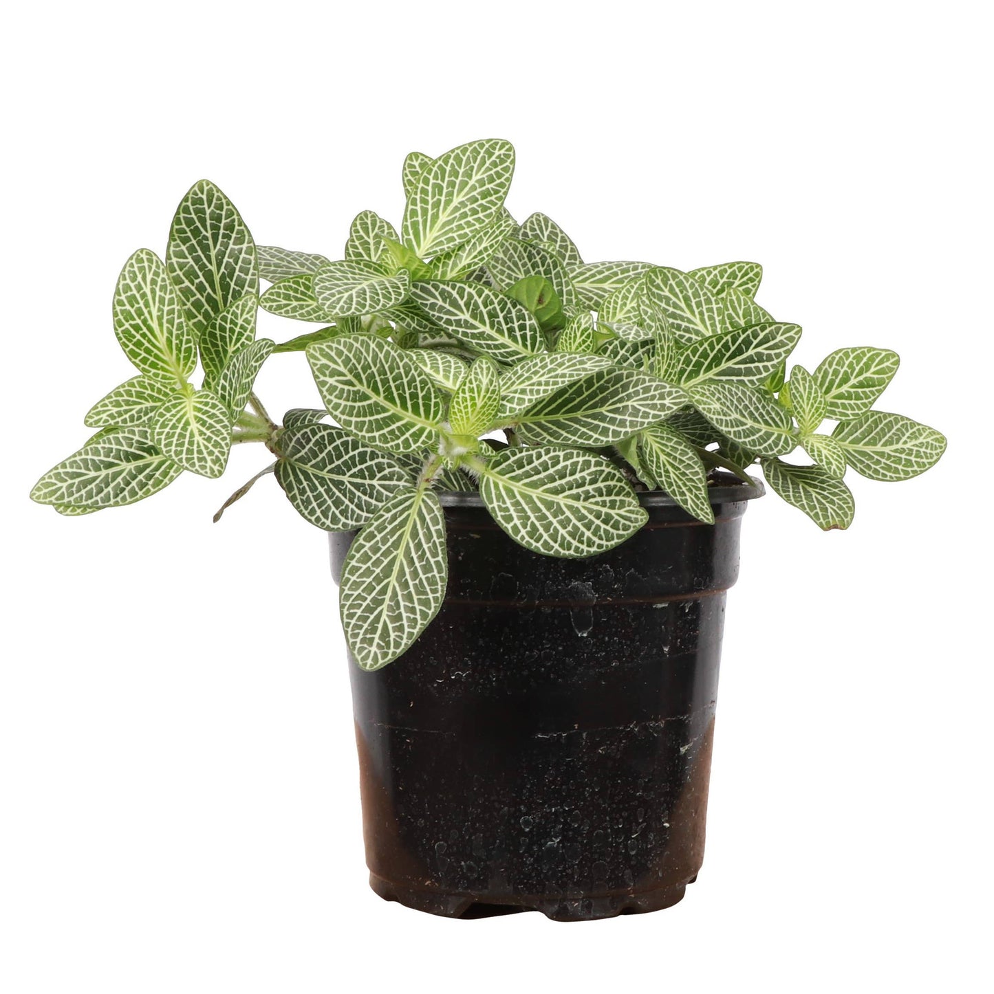 Fittonia (Nerve Plant) – Live Tropical Plant | Pet Safe & Terrarium Favorite