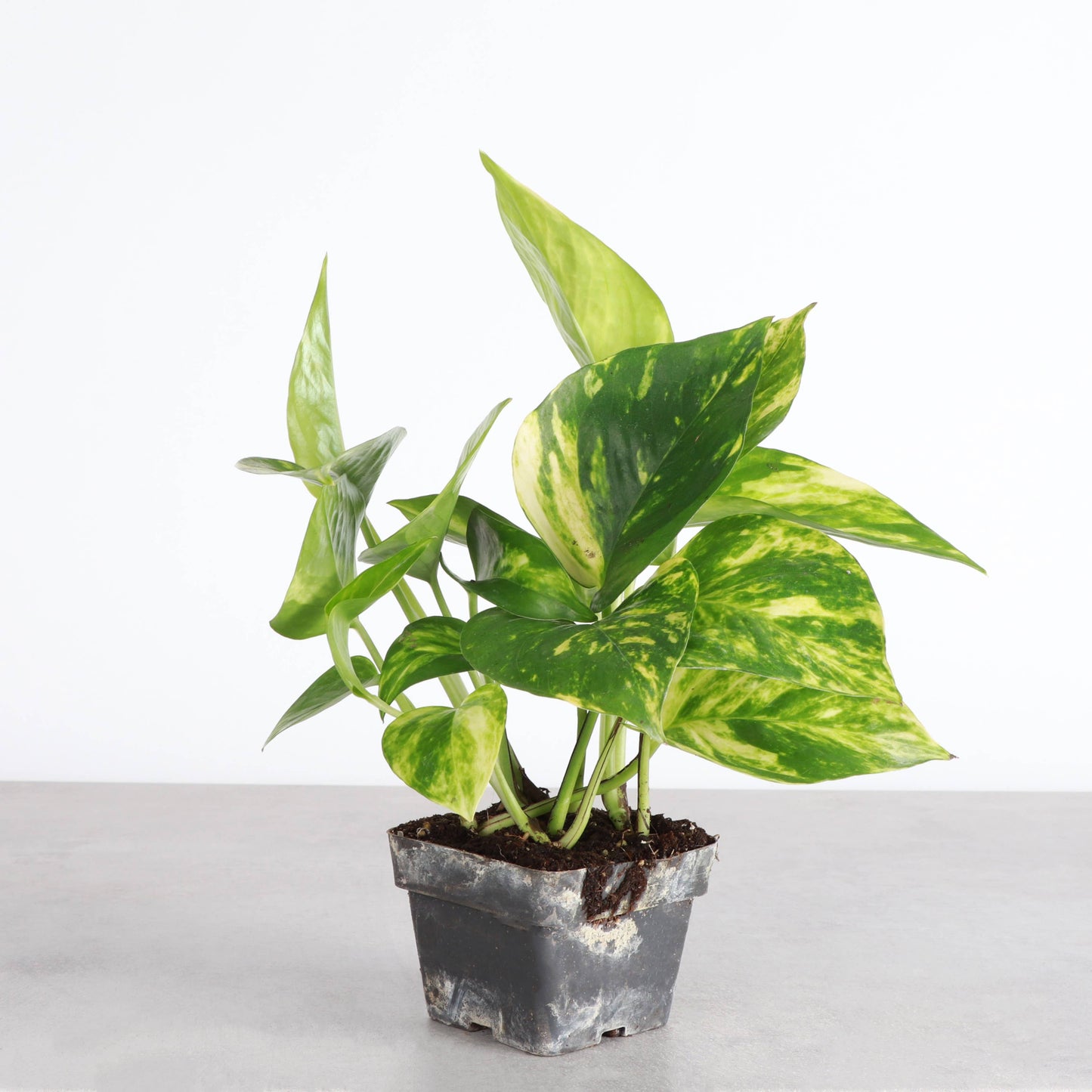 Golden Pothos – Live Trailing Houseplant | Easy & Beginner Friendly