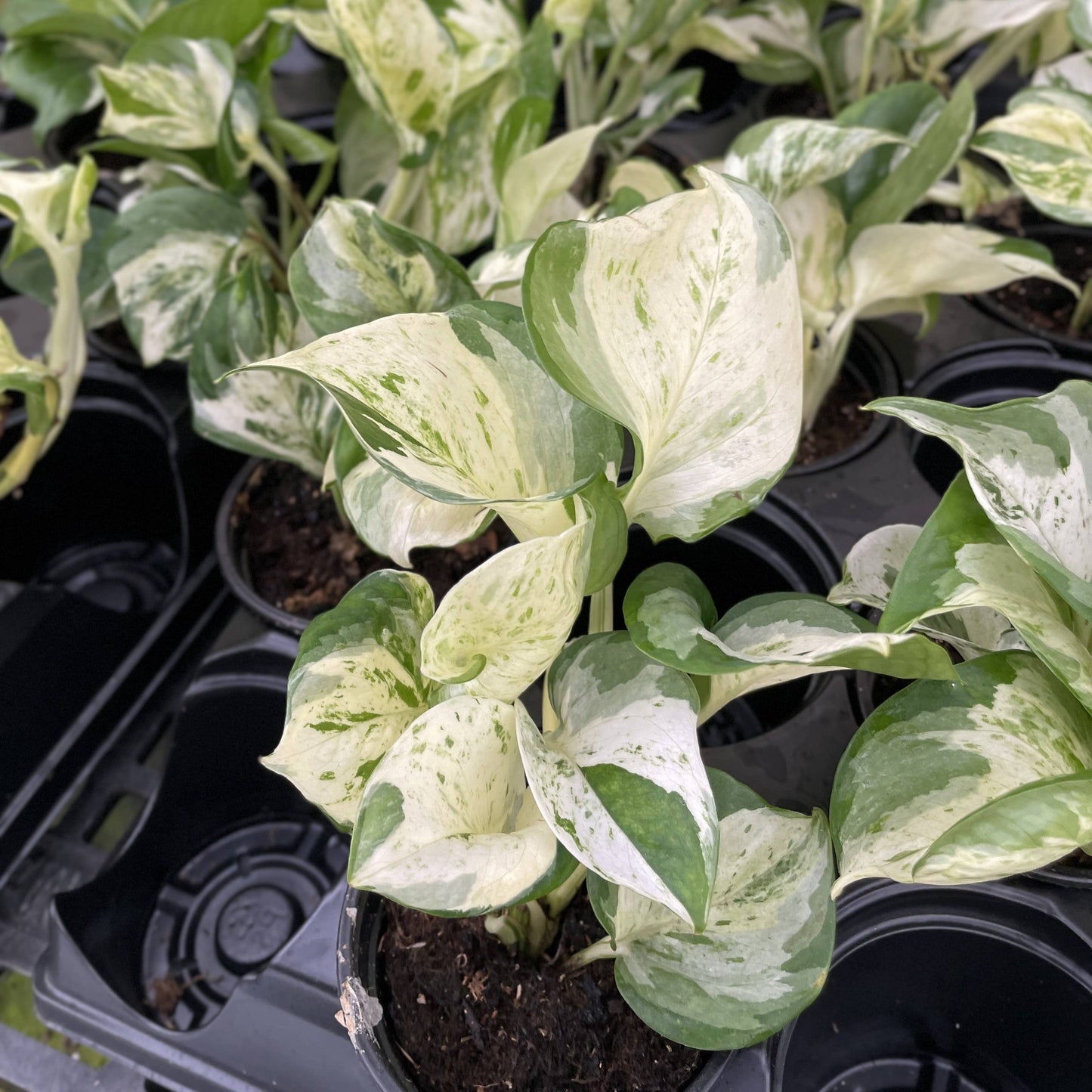 Manjula Pothos – Live Variegated Trailing Plant | Rare & Collector Favorite