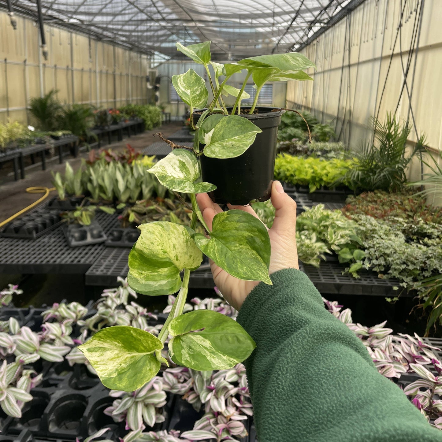 Manjula Pothos – Live Variegated Trailing Plant | Rare & Collector Favorite