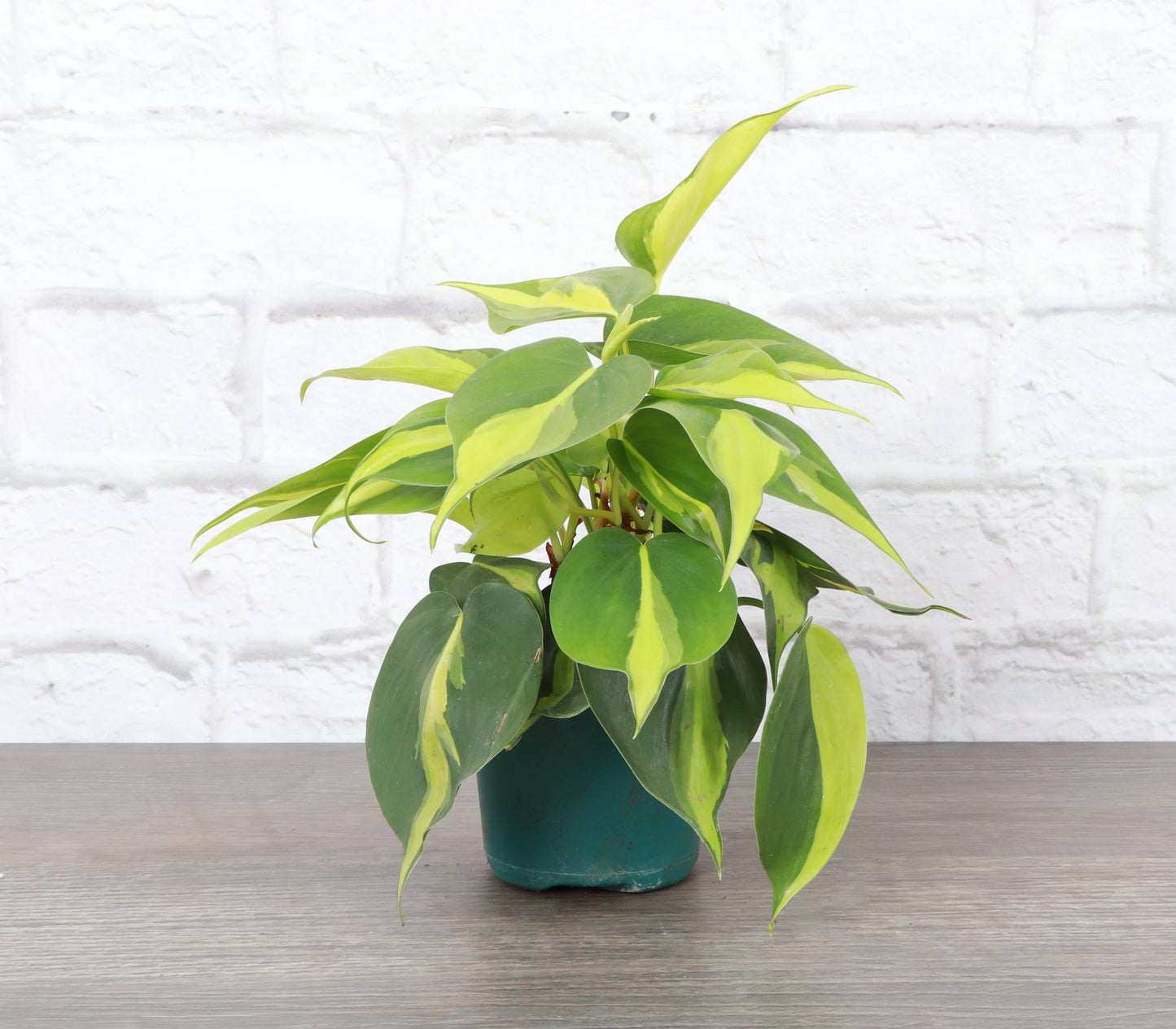 Philodendron ‘Brasil’ – Live Trailing Houseplant | Beginner Friendly & Vibrant