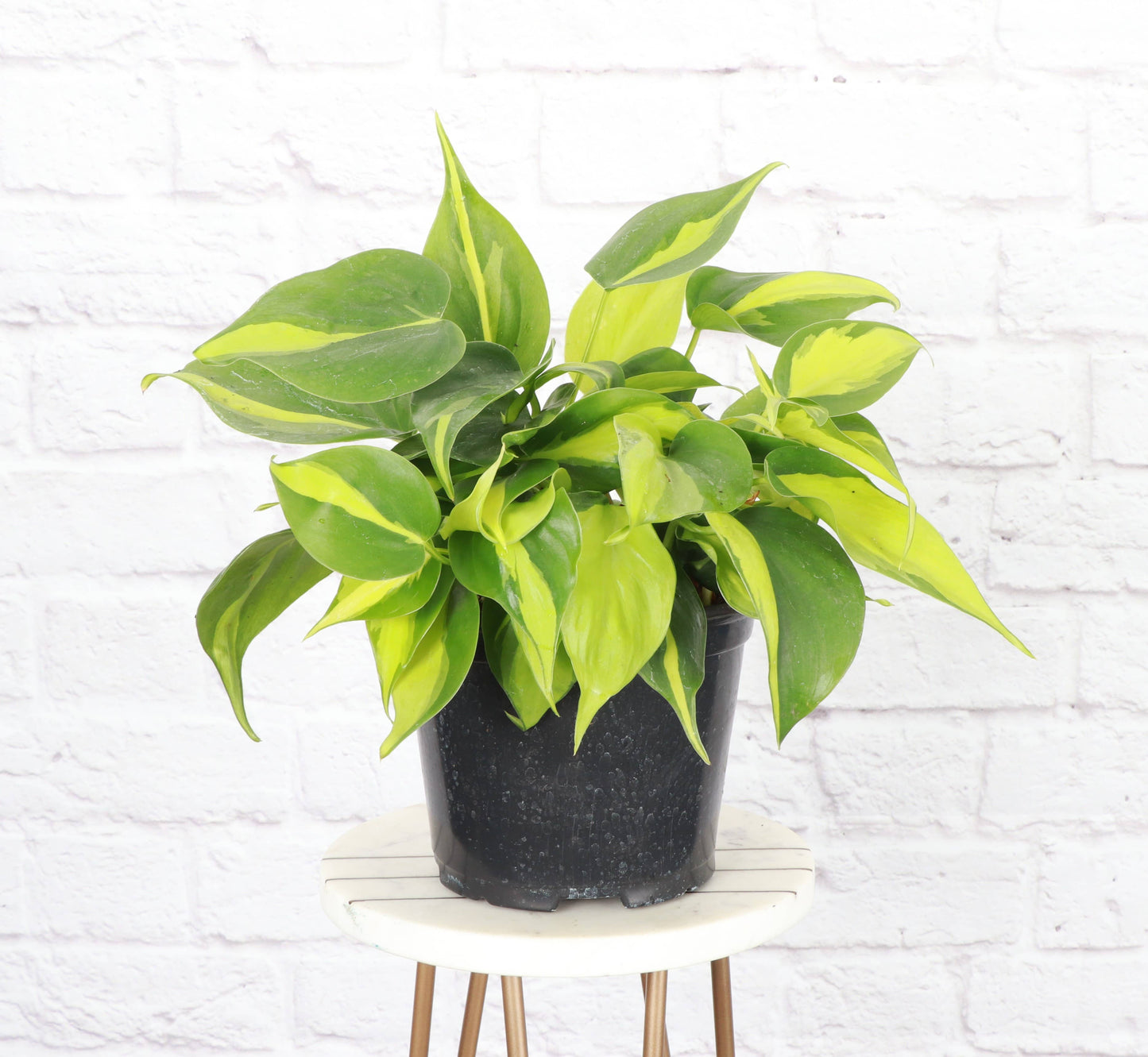 Philodendron ‘Brasil’ – Live Trailing Houseplant | Beginner Friendly & Vibrant