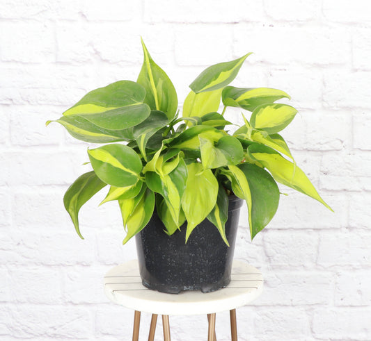 Philodendron ‘Brasil’ – Live Trailing Houseplant | Beginner Friendly & Vibrant