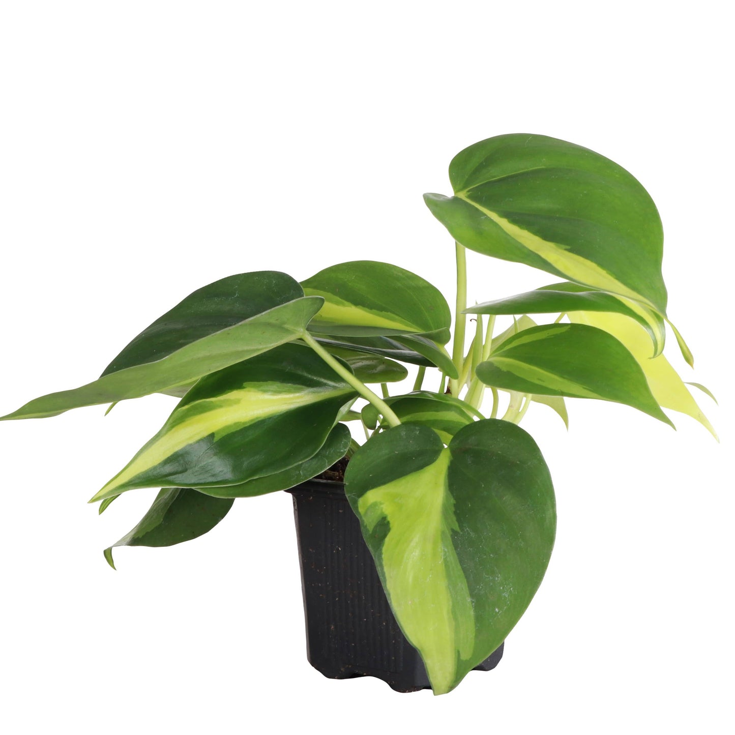 Philodendron ‘Brasil’ – Live Trailing Houseplant | Beginner Friendly & Vibrant