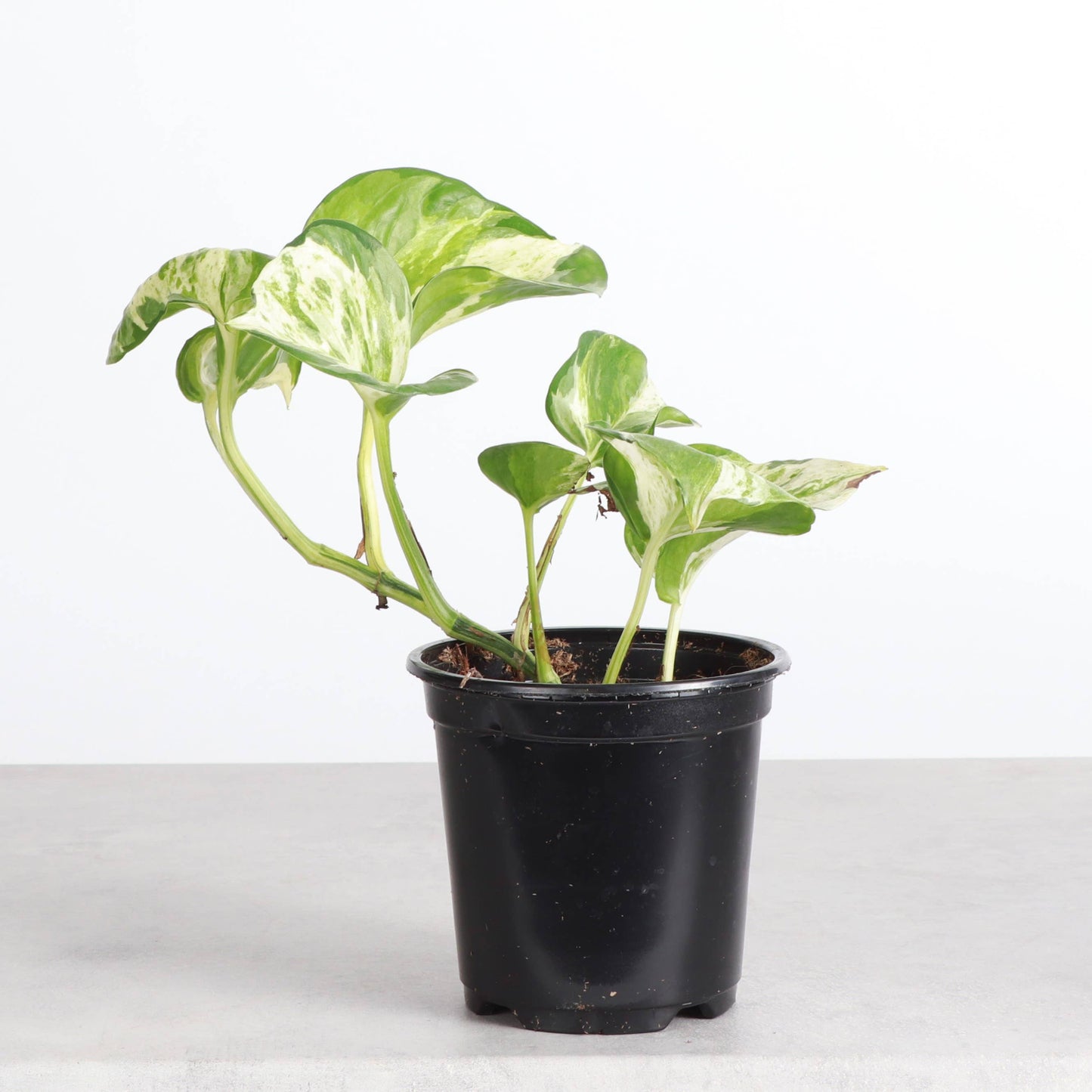 Manjula Pothos – Live Variegated Trailing Plant | Rare & Collector Favorite